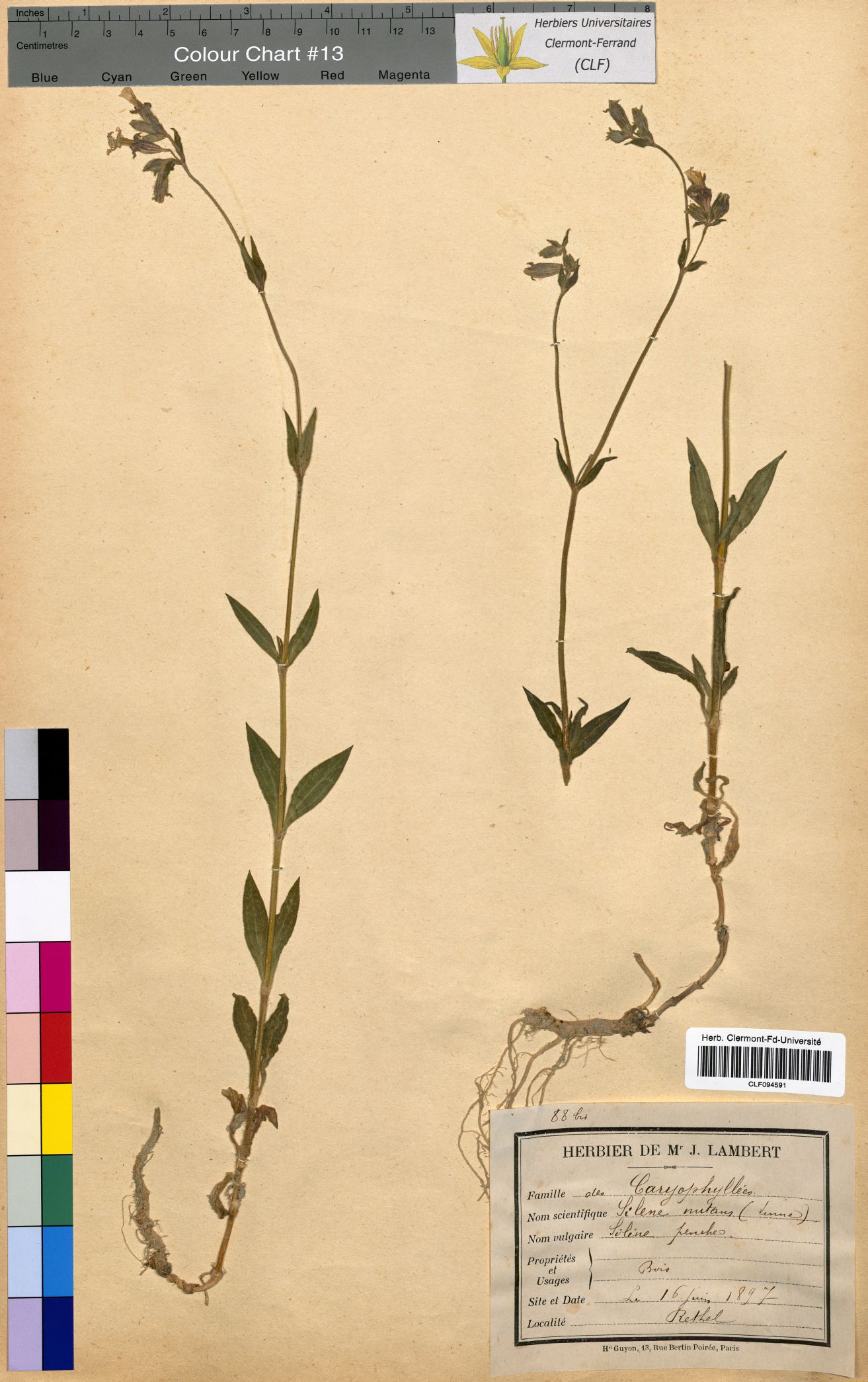 Silene nutans CLF094591