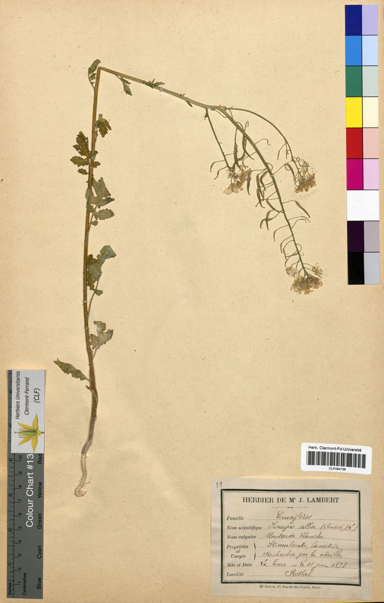 Sinapis alba CLF094738