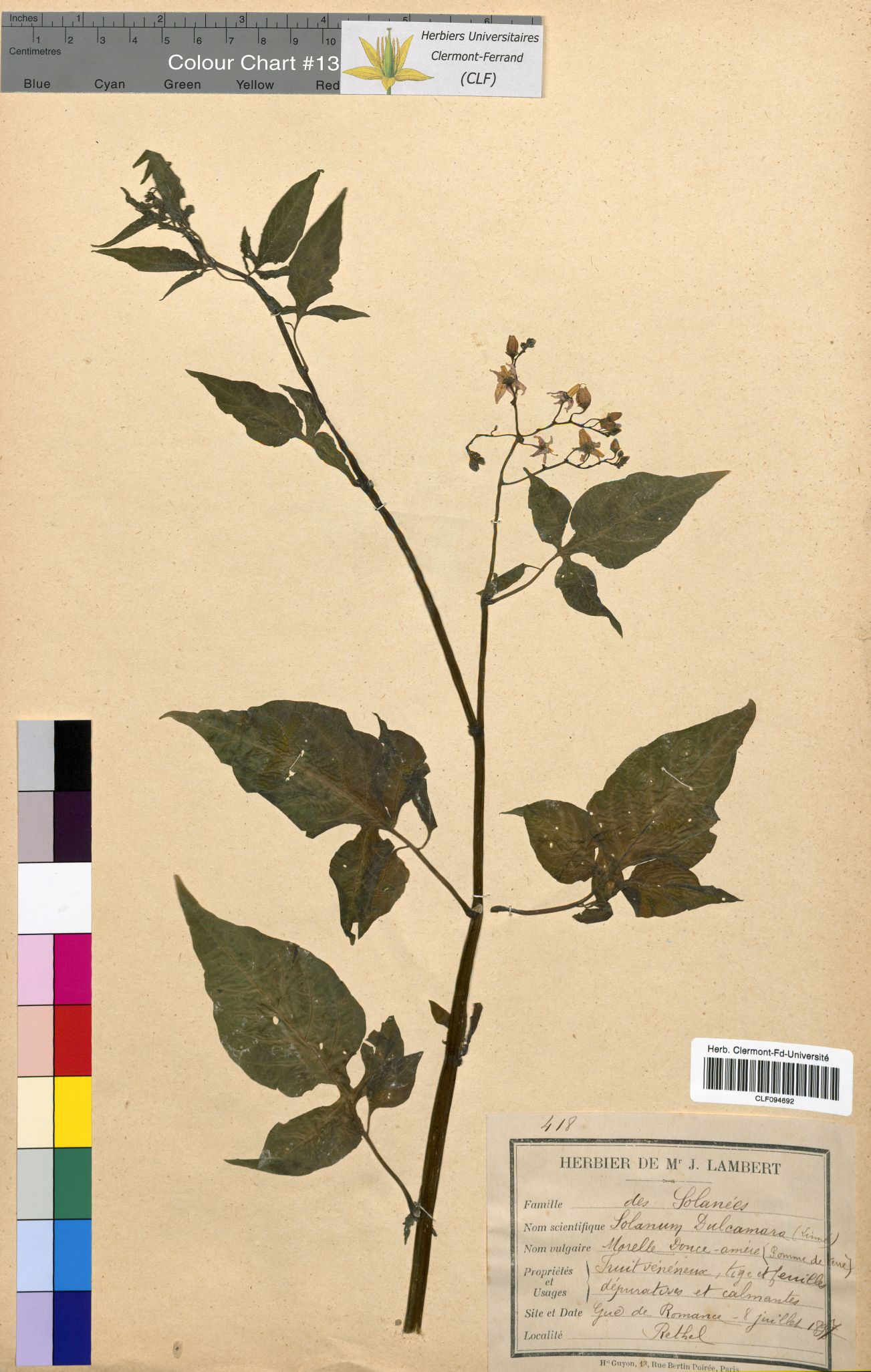Solanum dulcamara CLF094692