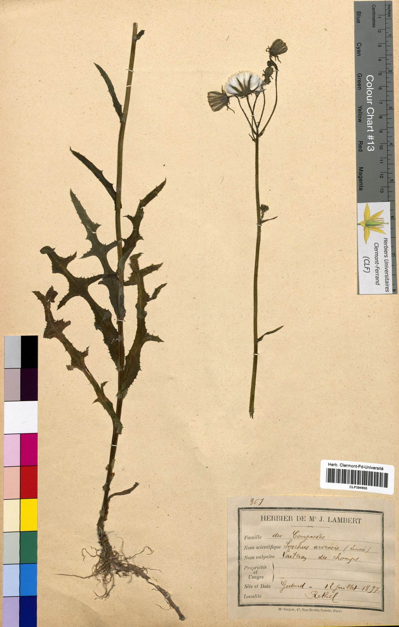 Sonchus arvensis CLF094655.1