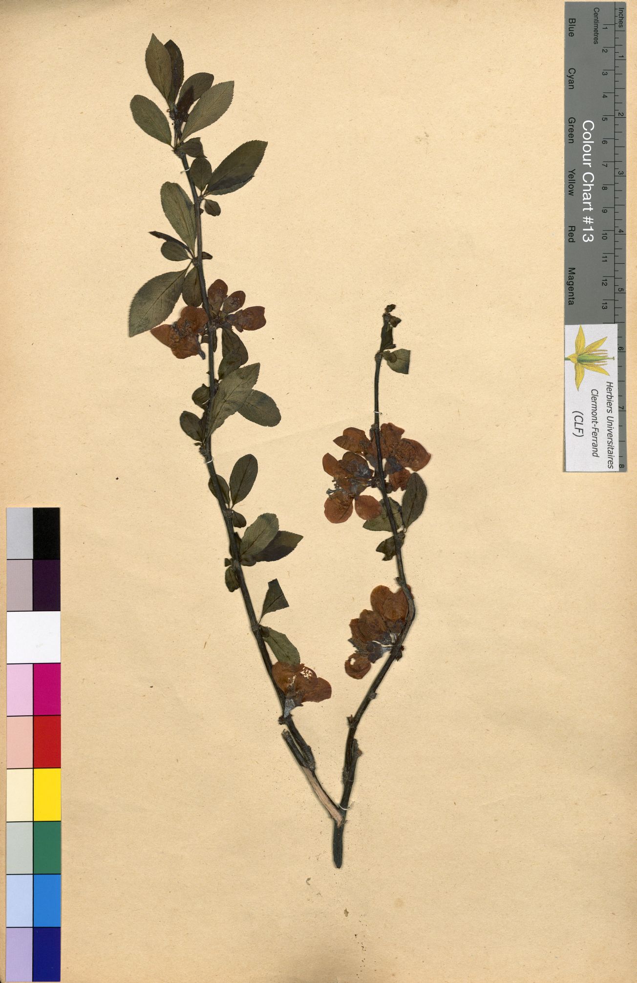 Sonchus arvensis CLF094655.2