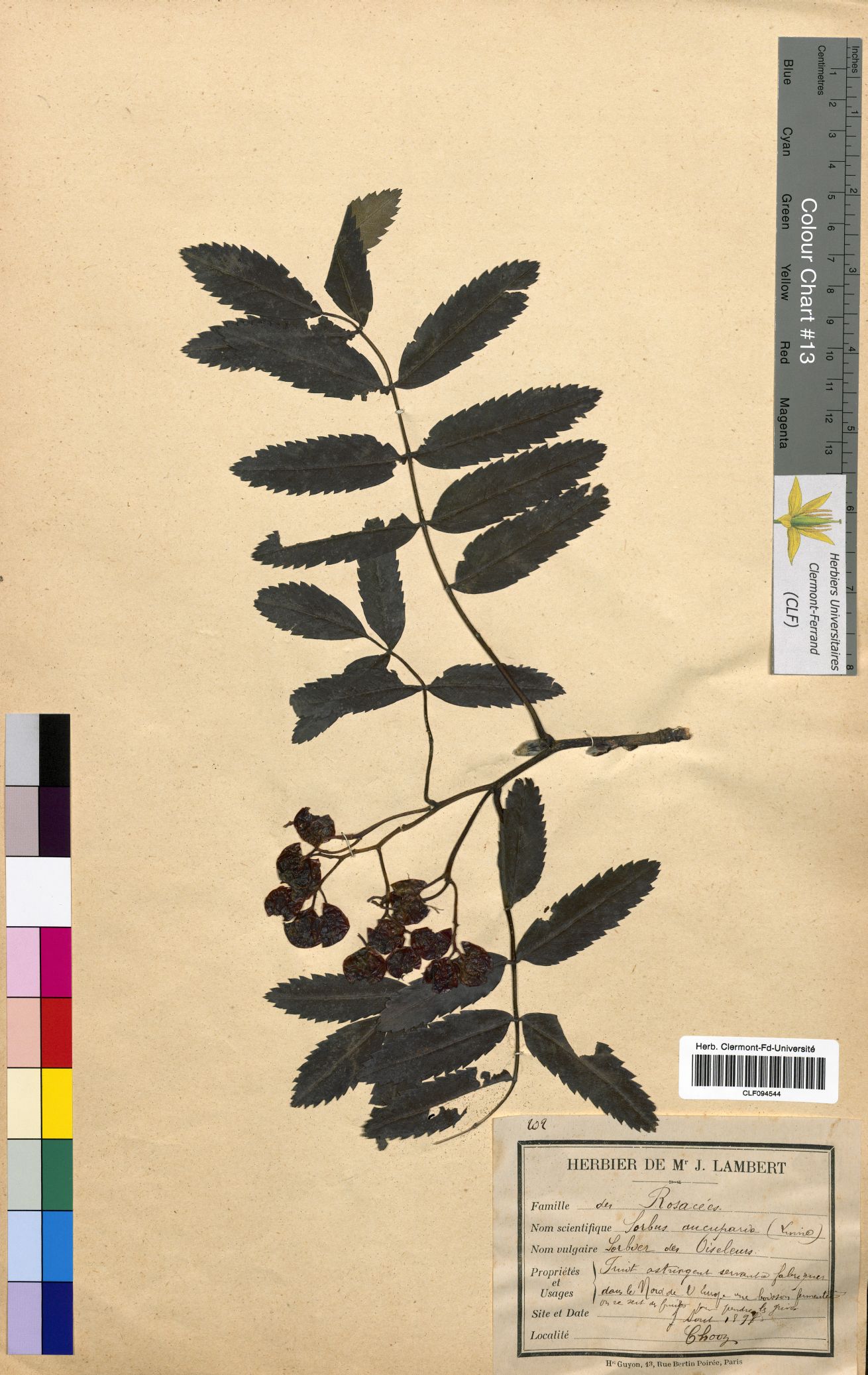 Sorbus aucuparia CLF094544