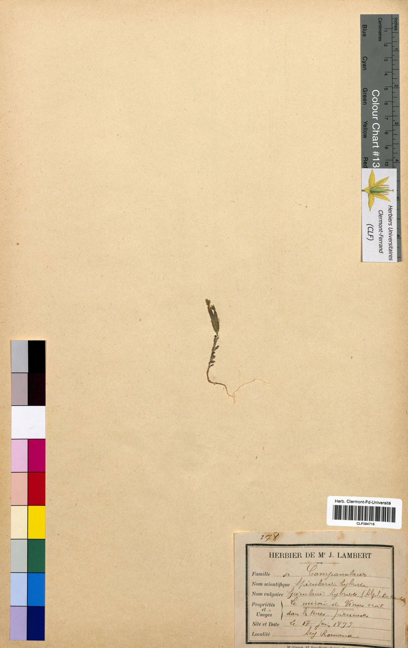 Specularia hybrida CLF094716