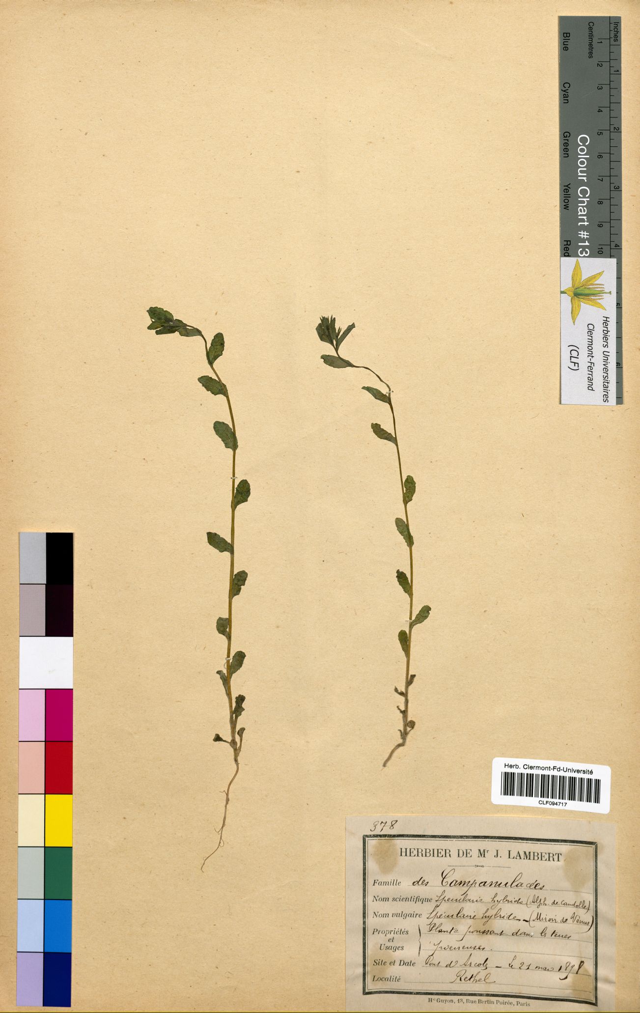 Specularia hybrida CLF094717
