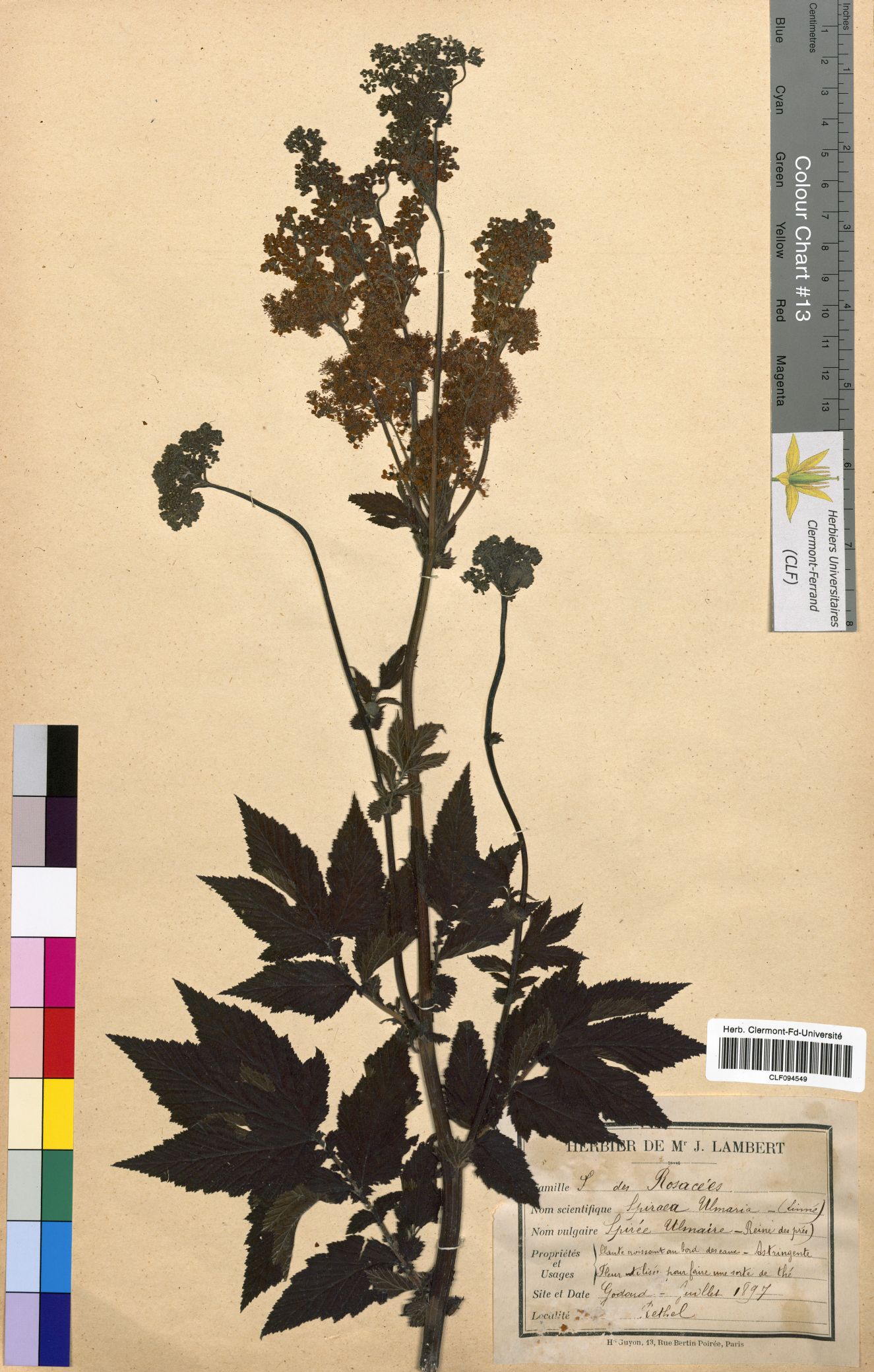 Spiraea ulmaria CLF094549