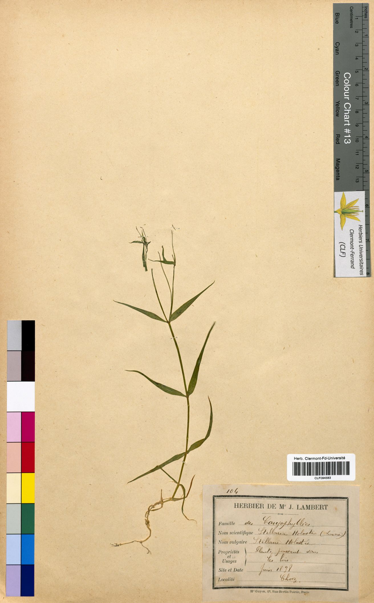 Stellaria holostea CLF094583