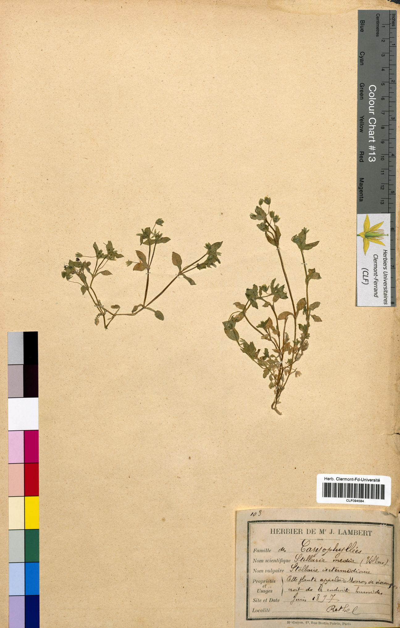 Stellaria media CLF094584