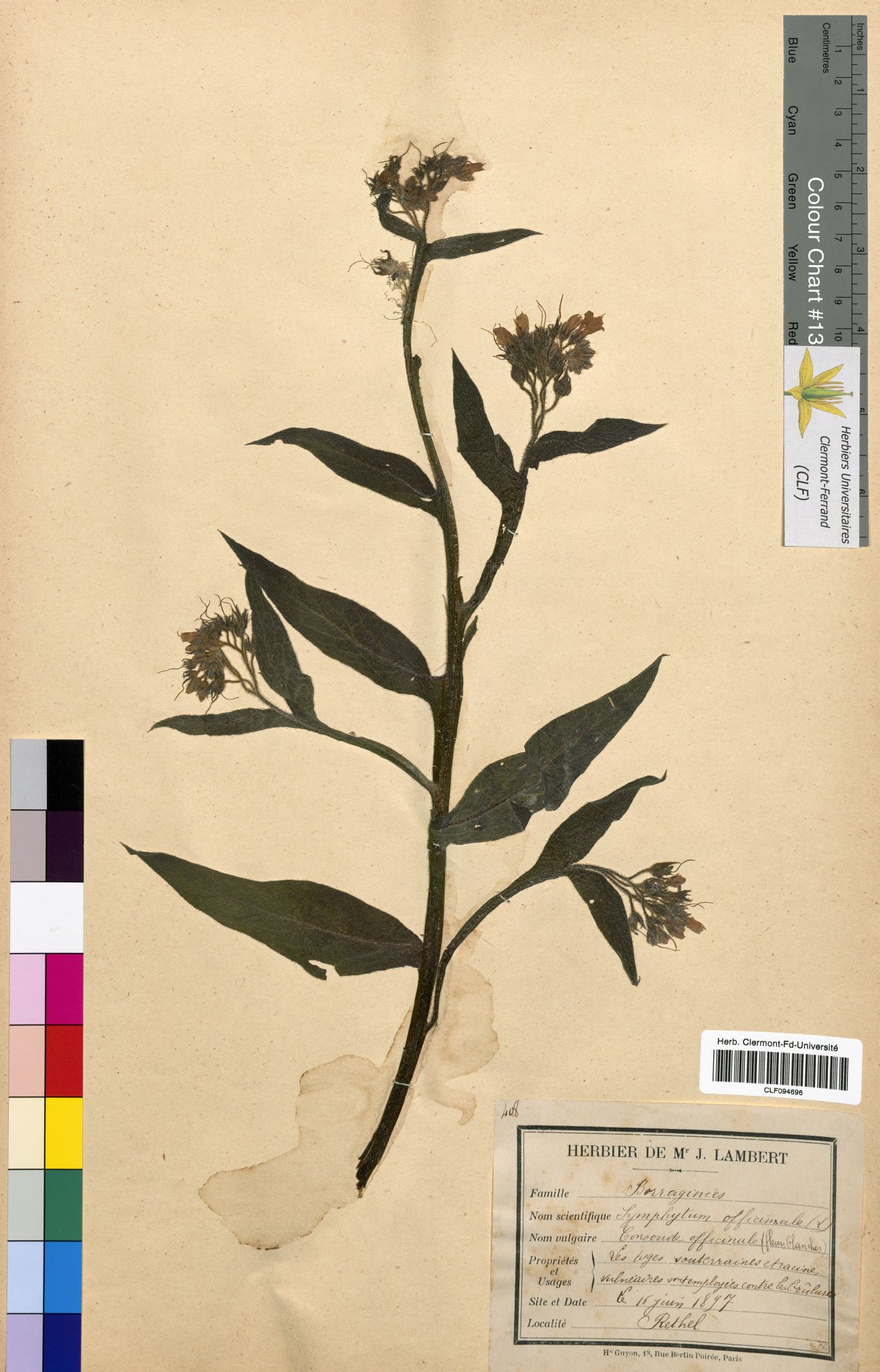Symphytum officinale CLF094696