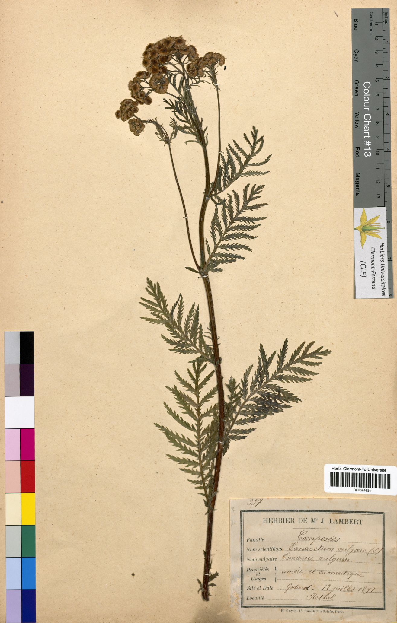 Tanacetum vulgare CLF094634