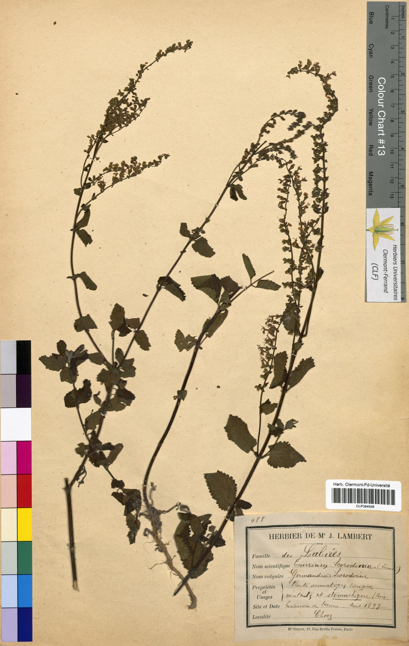 Teucrium scorodonia CLF094558