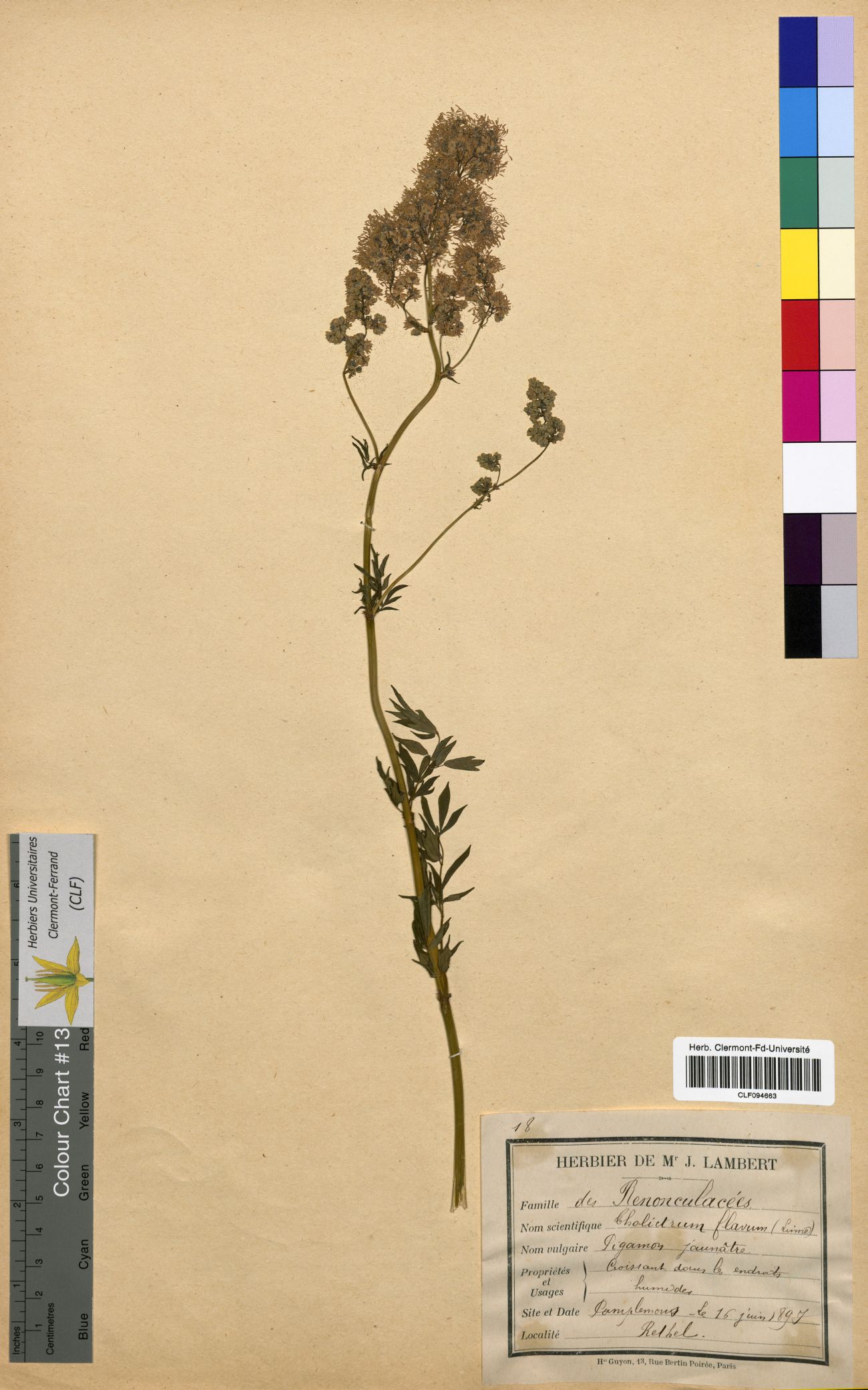 Thalictrum flavum CLF094663