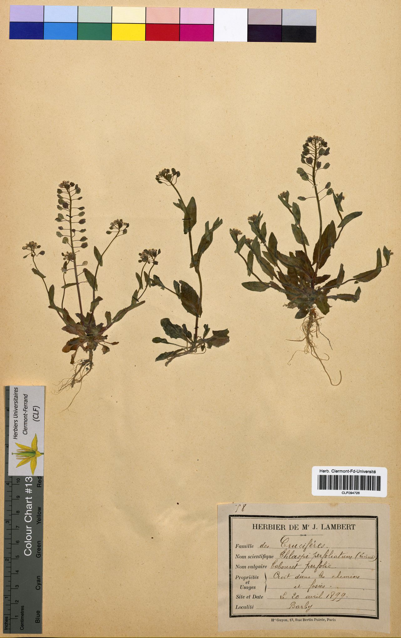 Thiaspi perfoliatum CLF094726