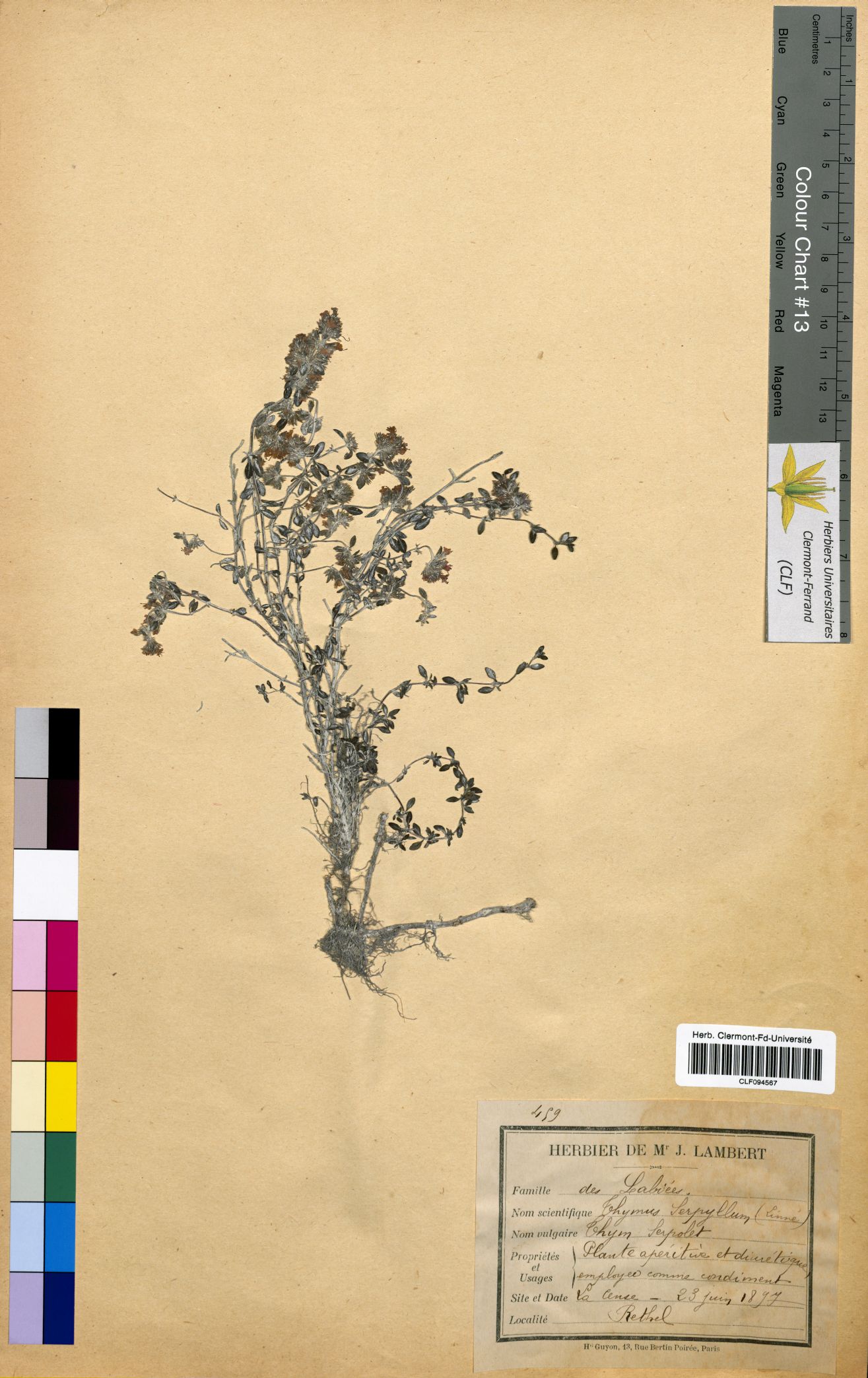 Thymus serpyllum CLF094567
