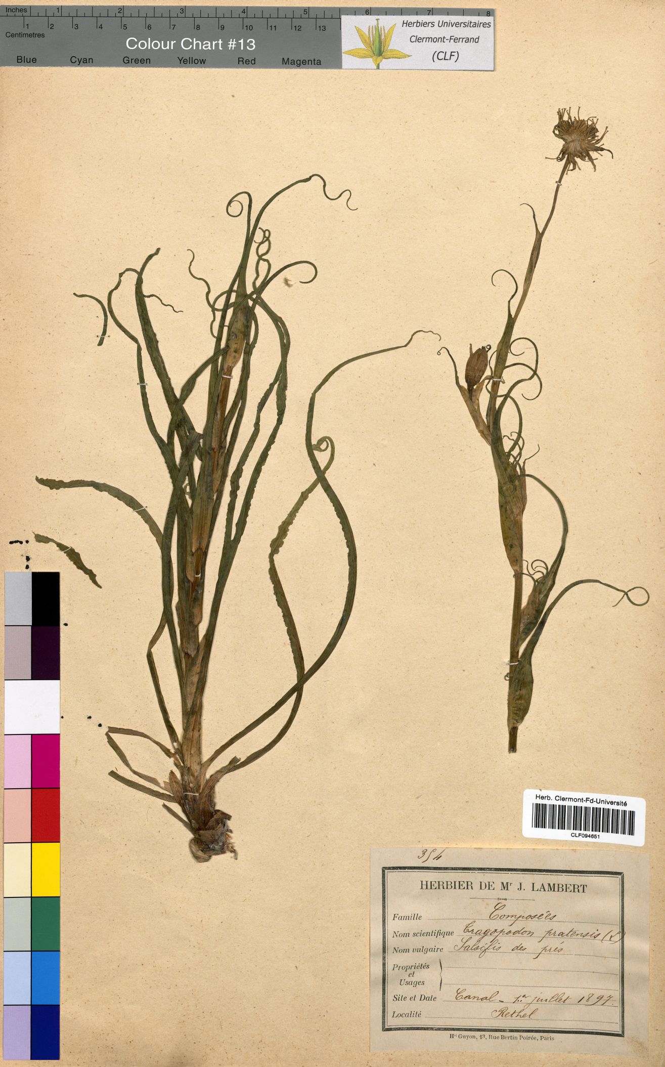 Tragopogon pratensis CLF094651