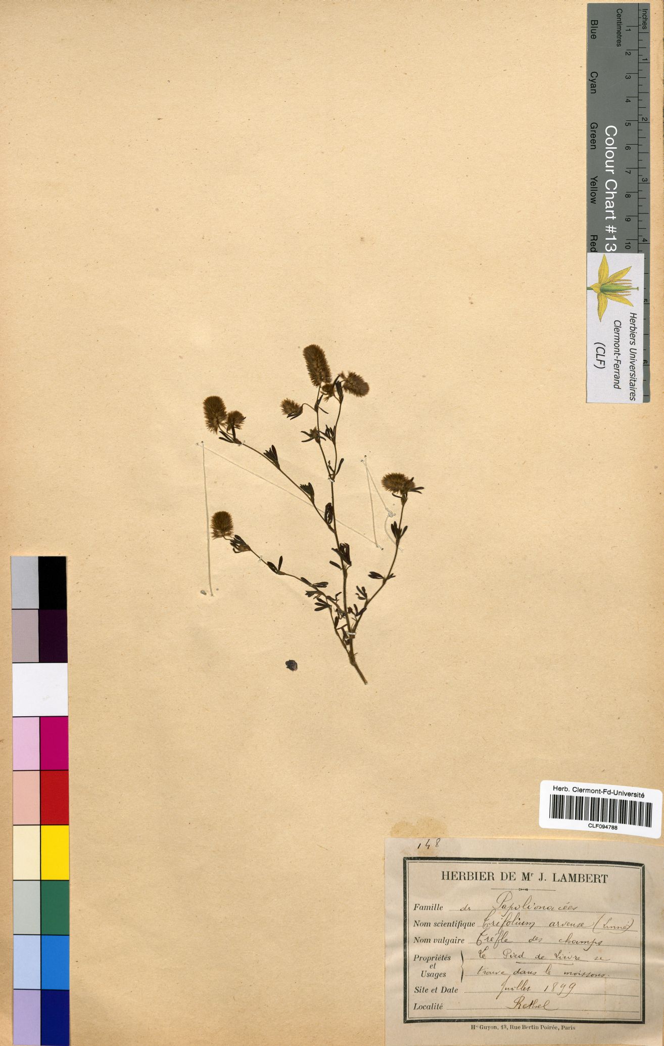 Trifolium arvense CLF094788