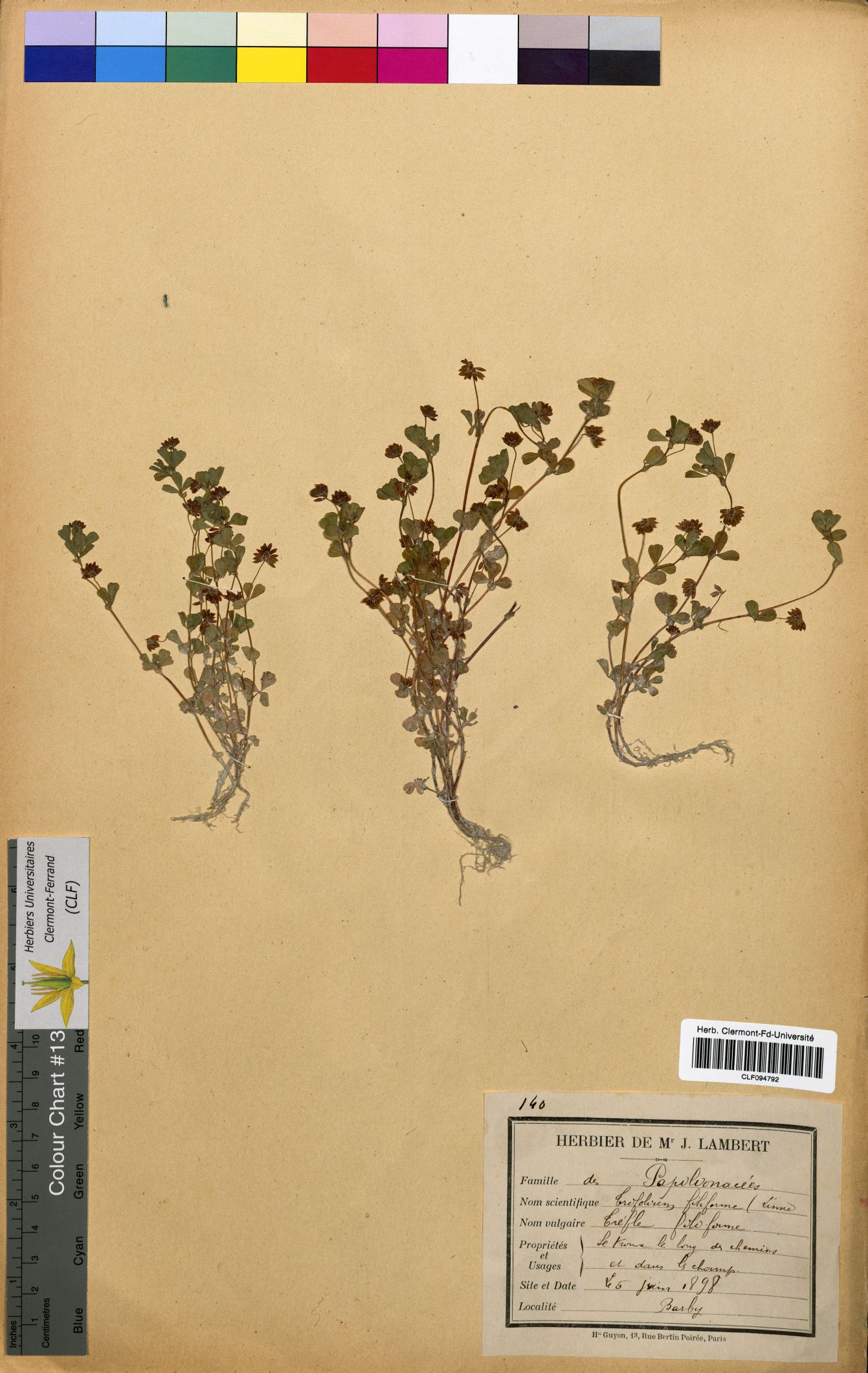 Trifolium filiforme CLF094792