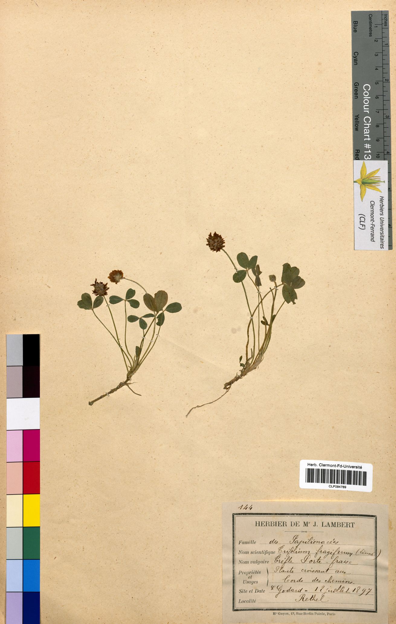 Trifolium fragiferum CLF094789