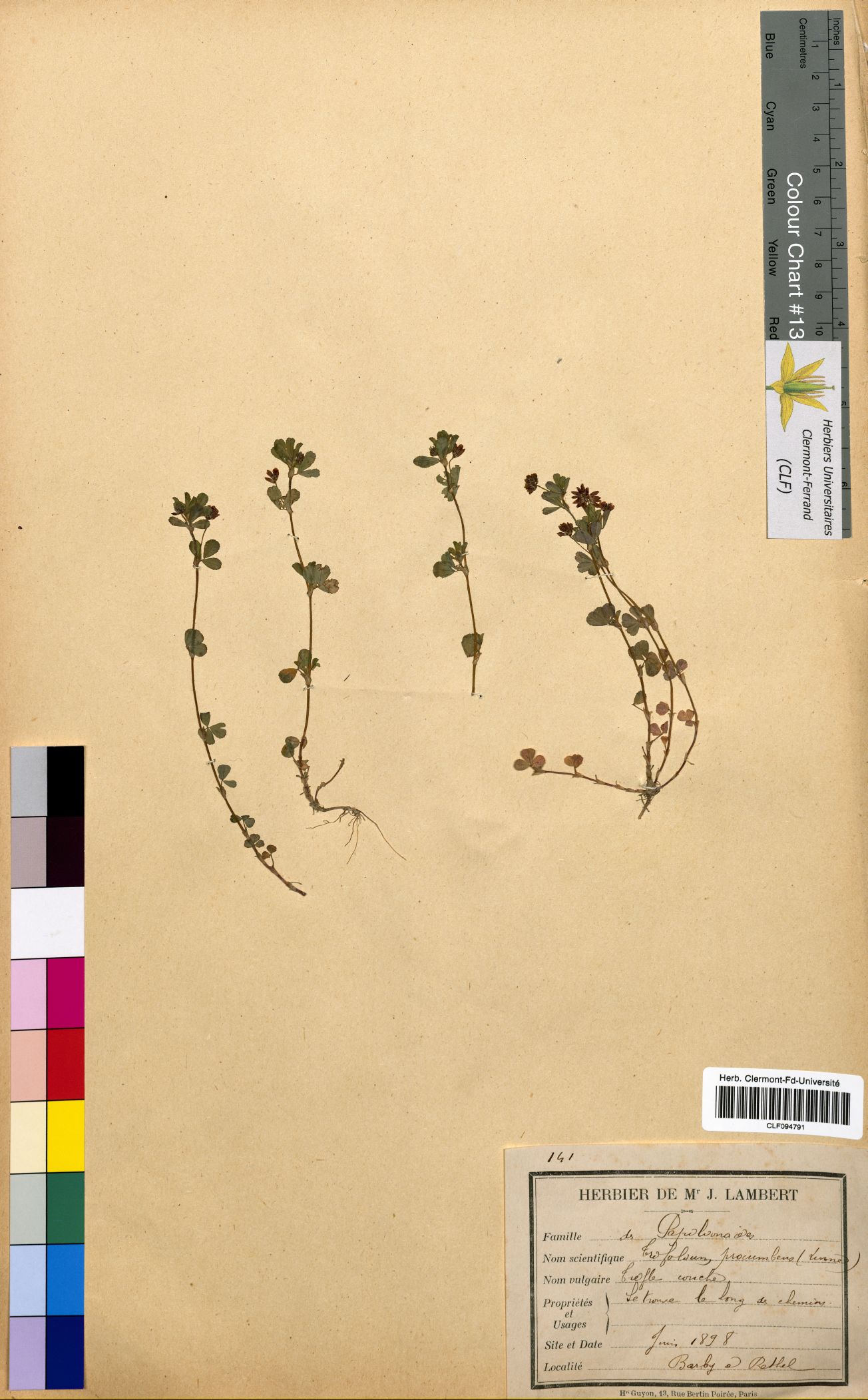 Trifolium procumbens CLF094791