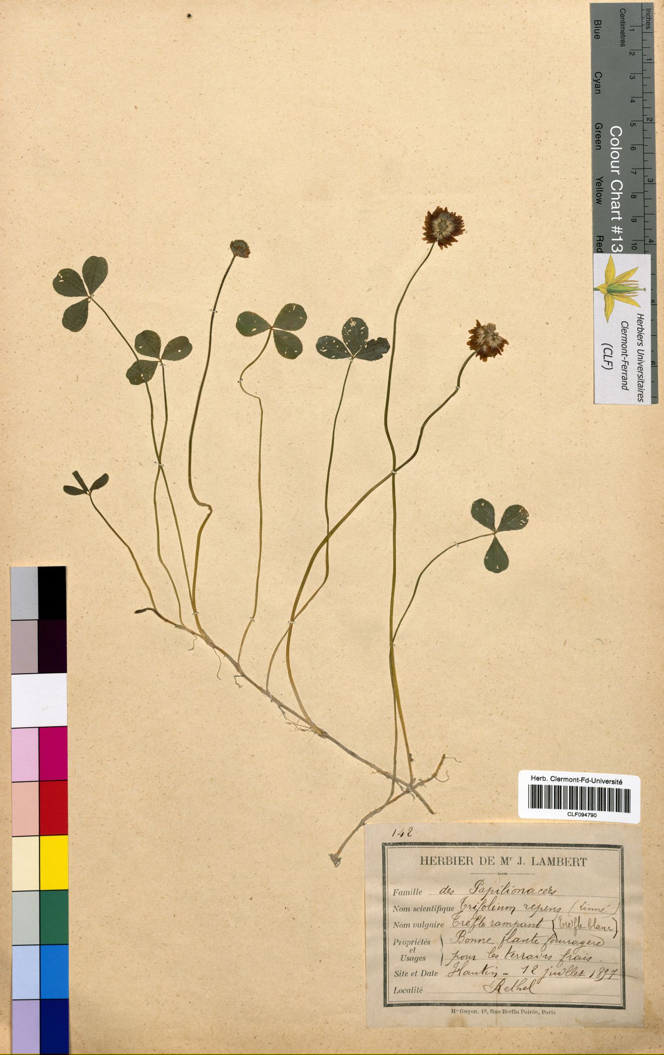 Trifolium repens CLF094790