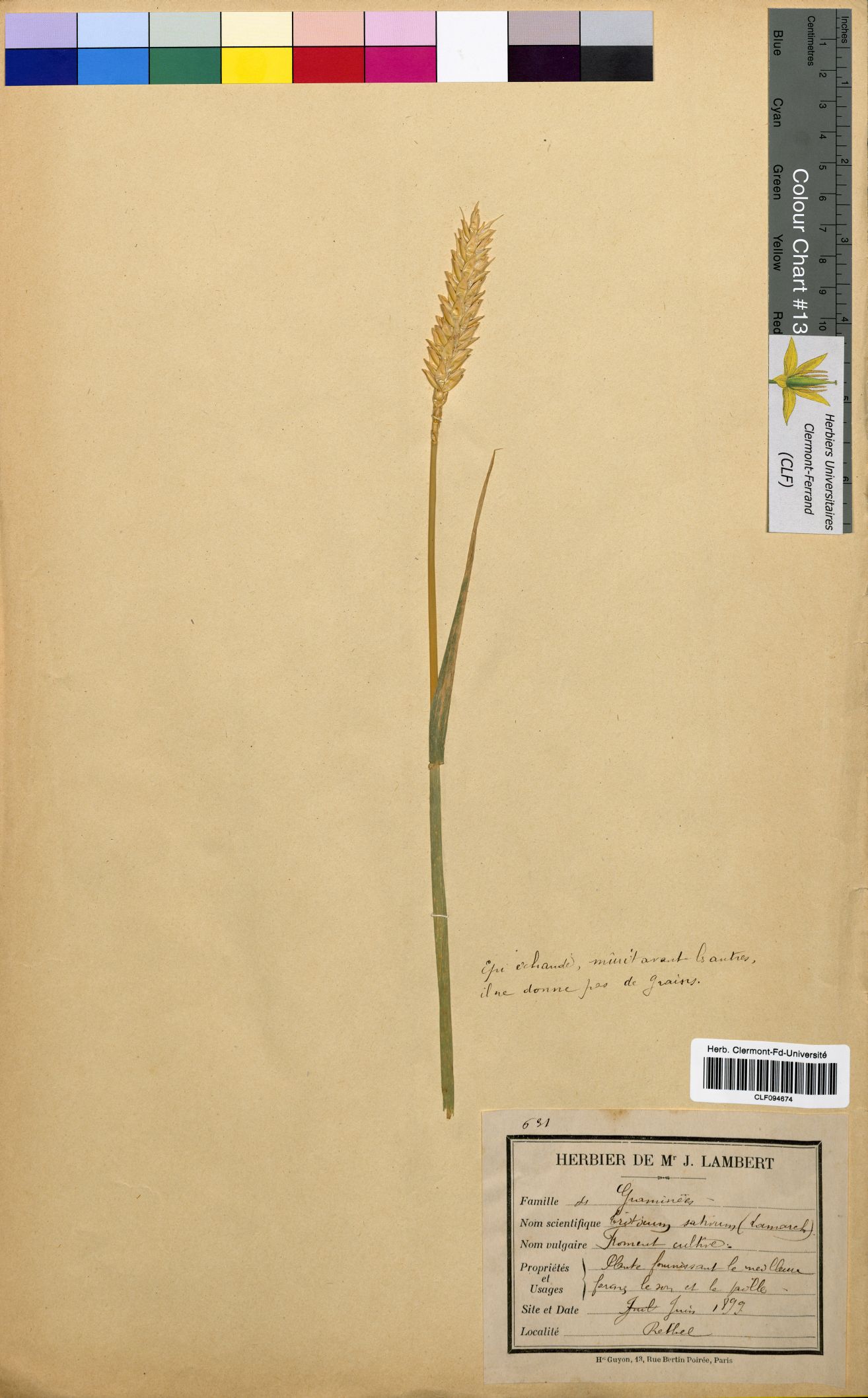 Triticum sativum CLF094674
