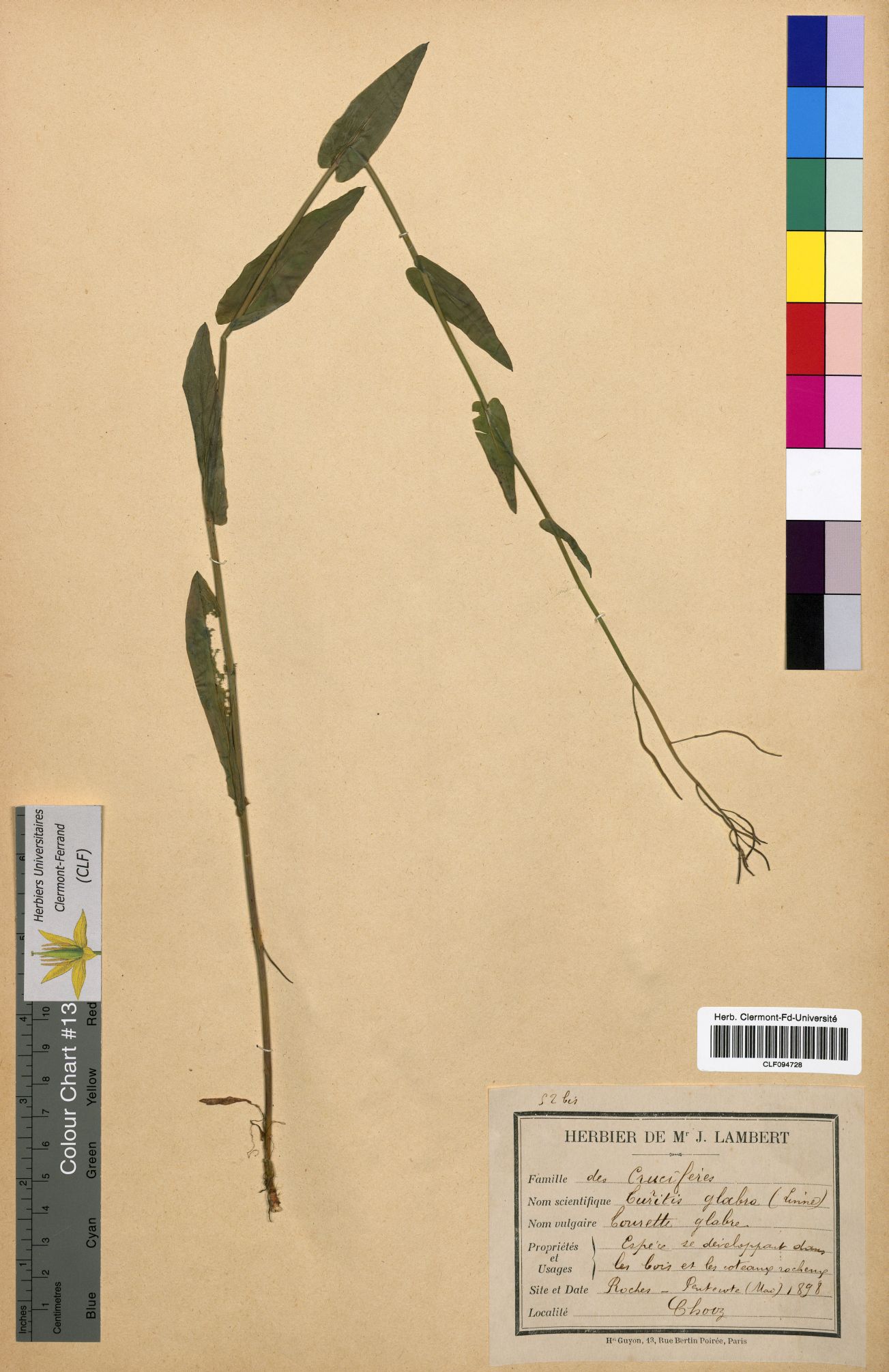 Turritis glabra CLF094728