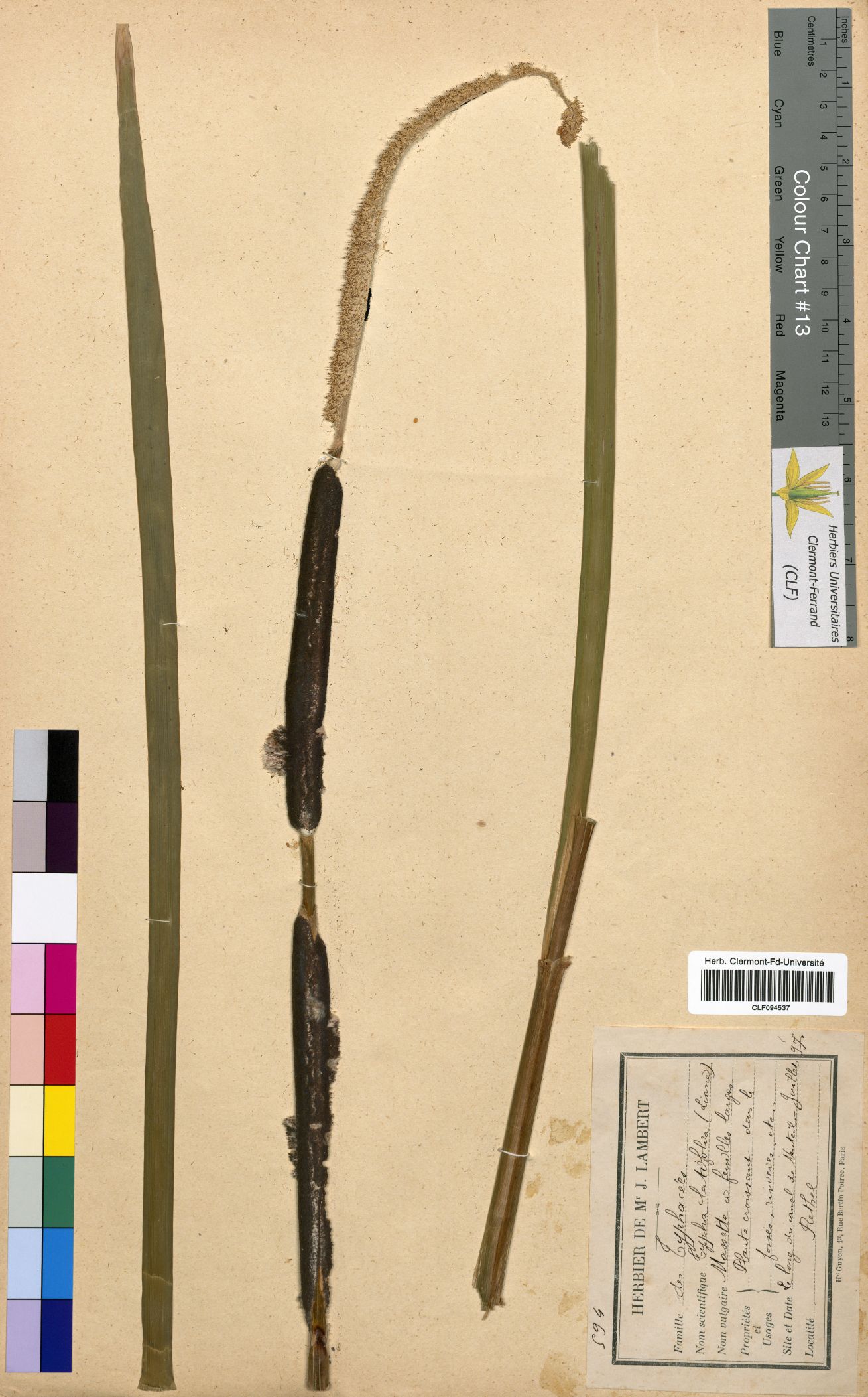 Typhia latifolia CLF094537