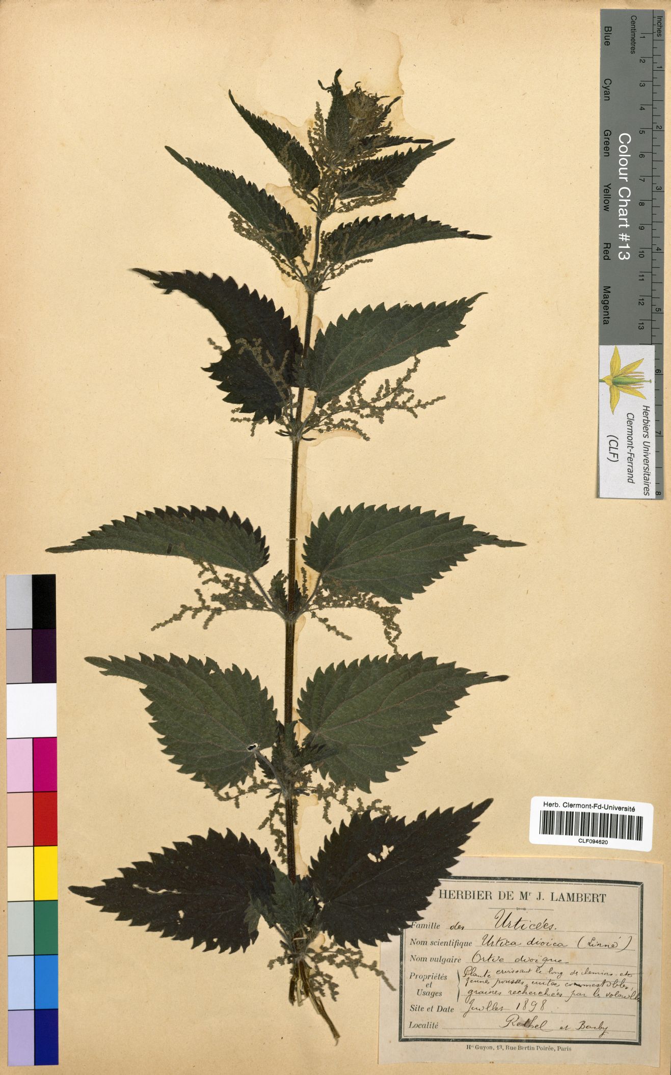 Urtica dioica CLF094620
