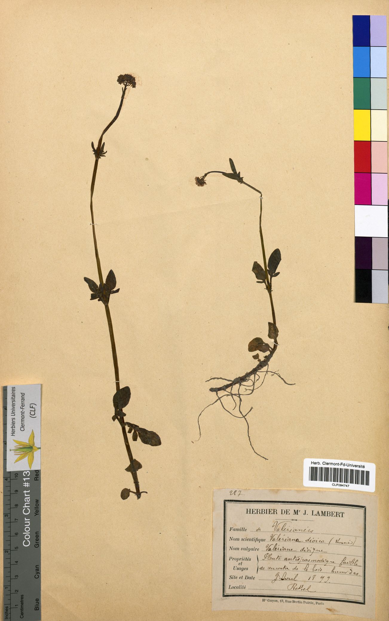 Valeriana dioica CLF094747
