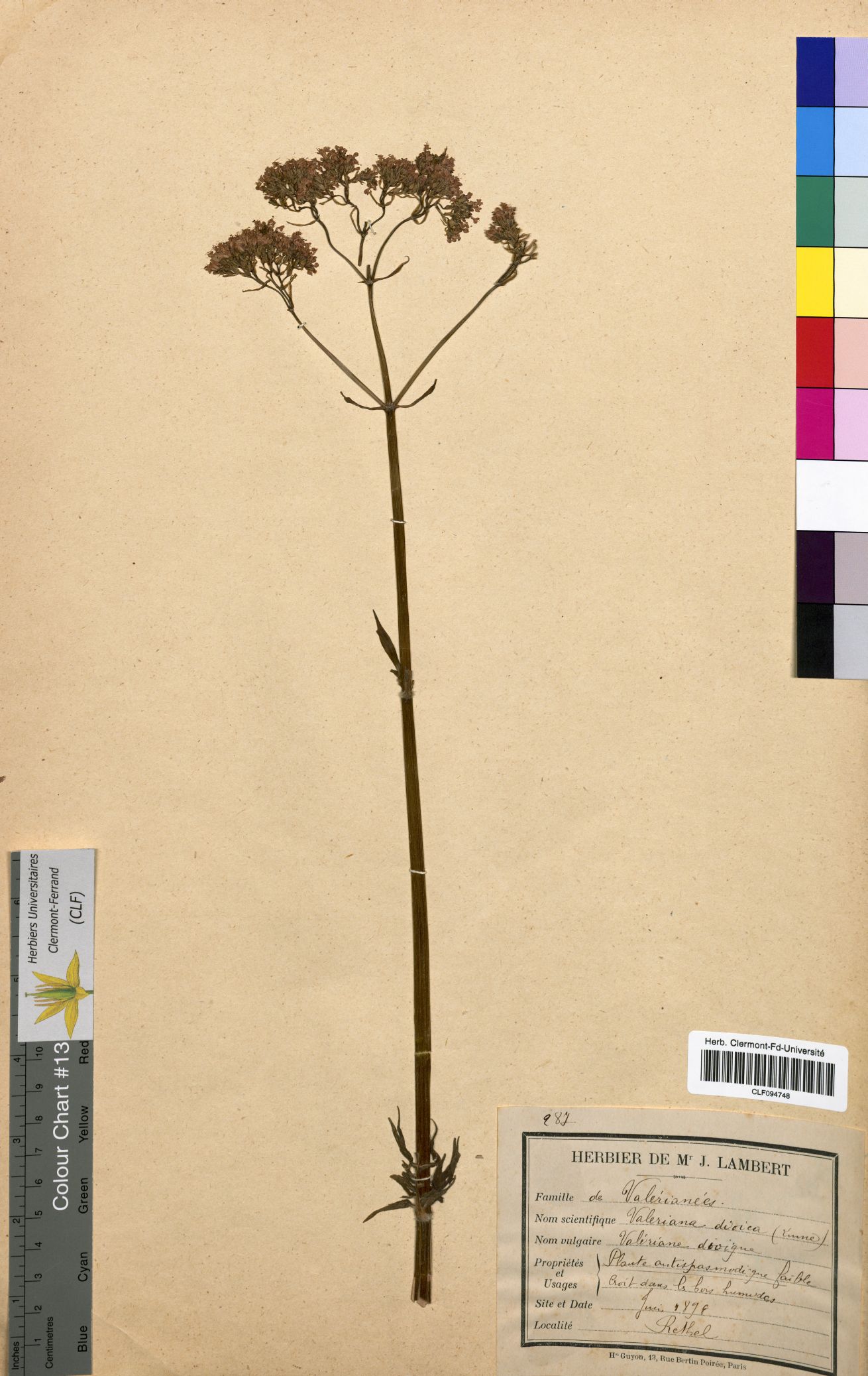 Valeriana dioica CLF094748