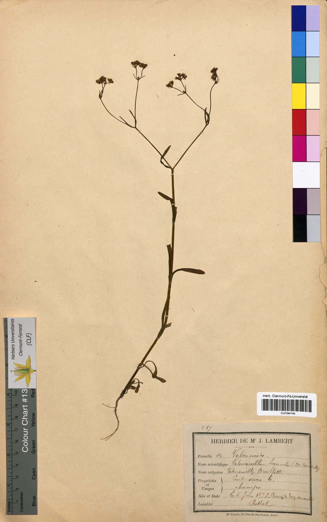 Valerianella auricula CLF094745