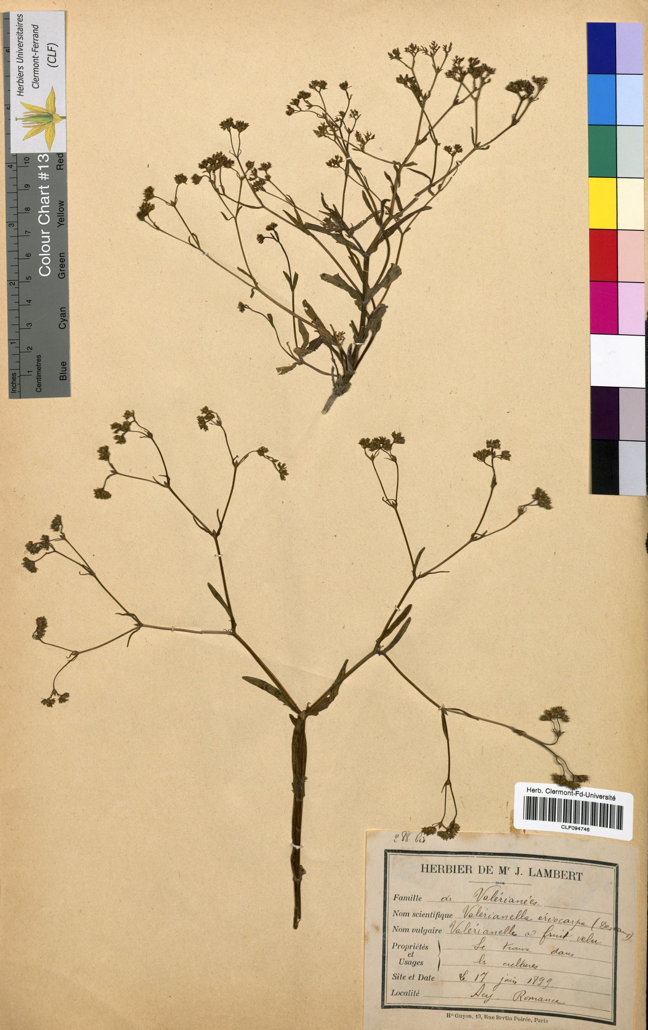 Valerianella eriocarpa CLF094746
