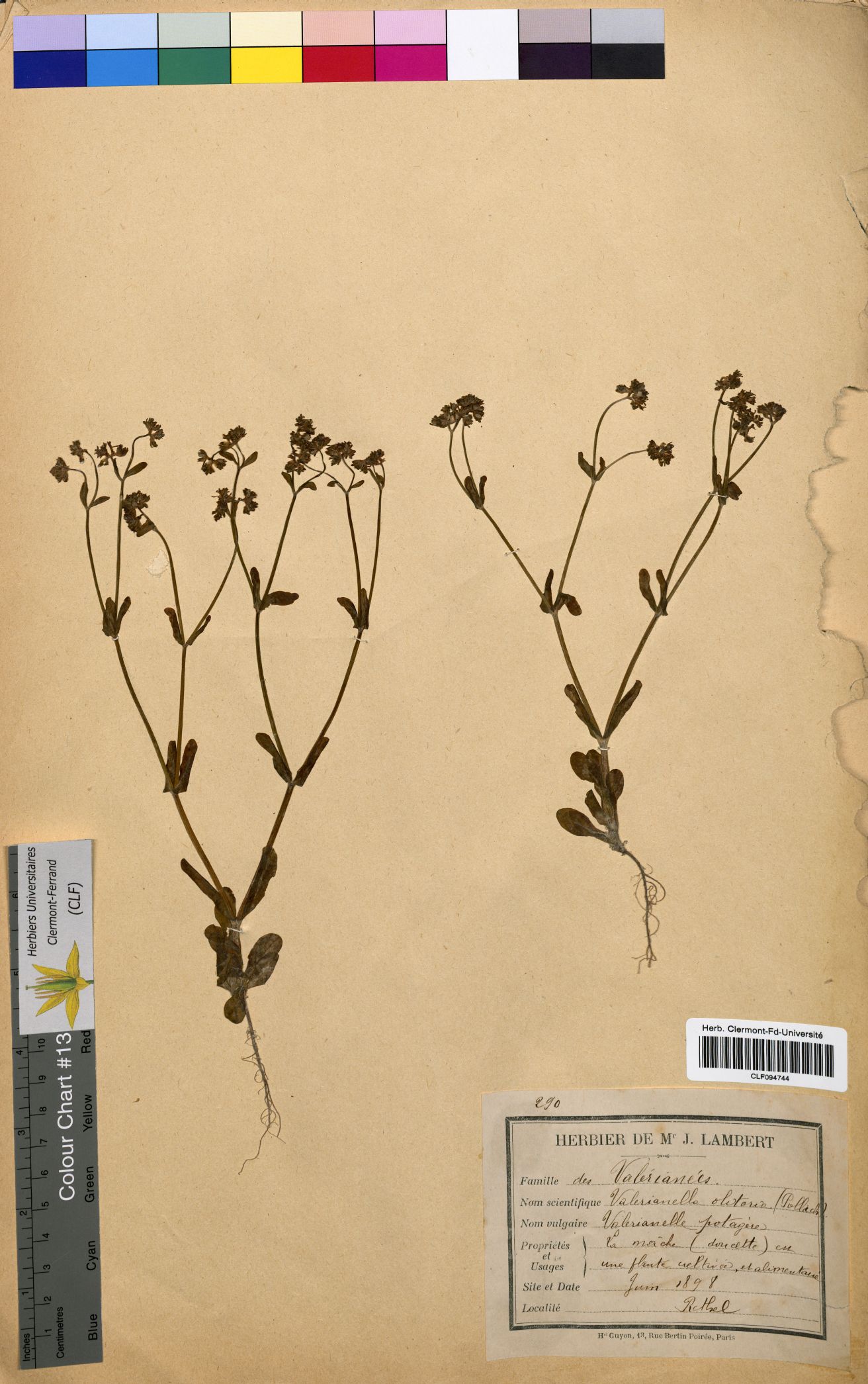 Valerianella olitoria CLF094744