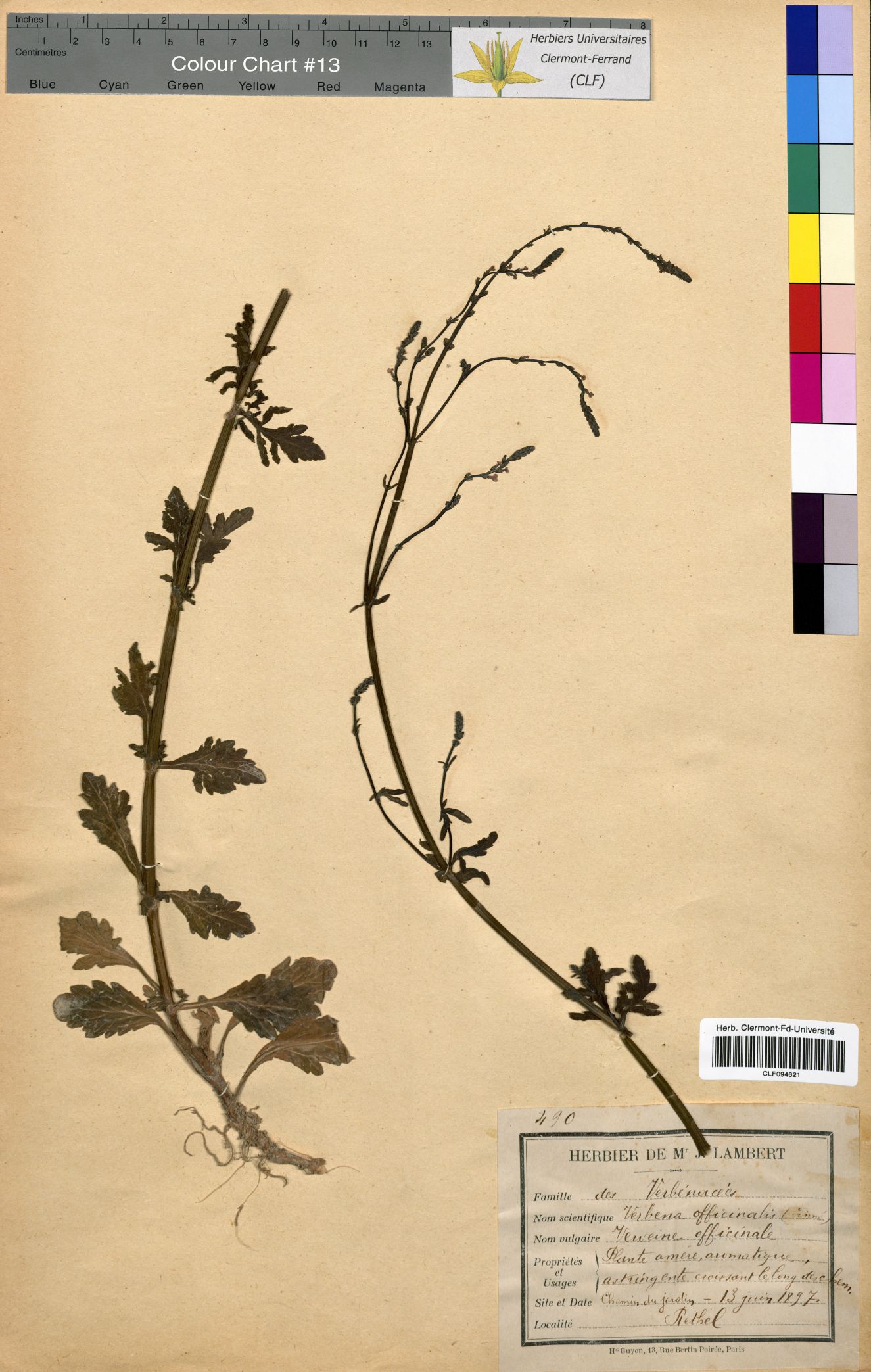 Verbena officinalis CLF094621