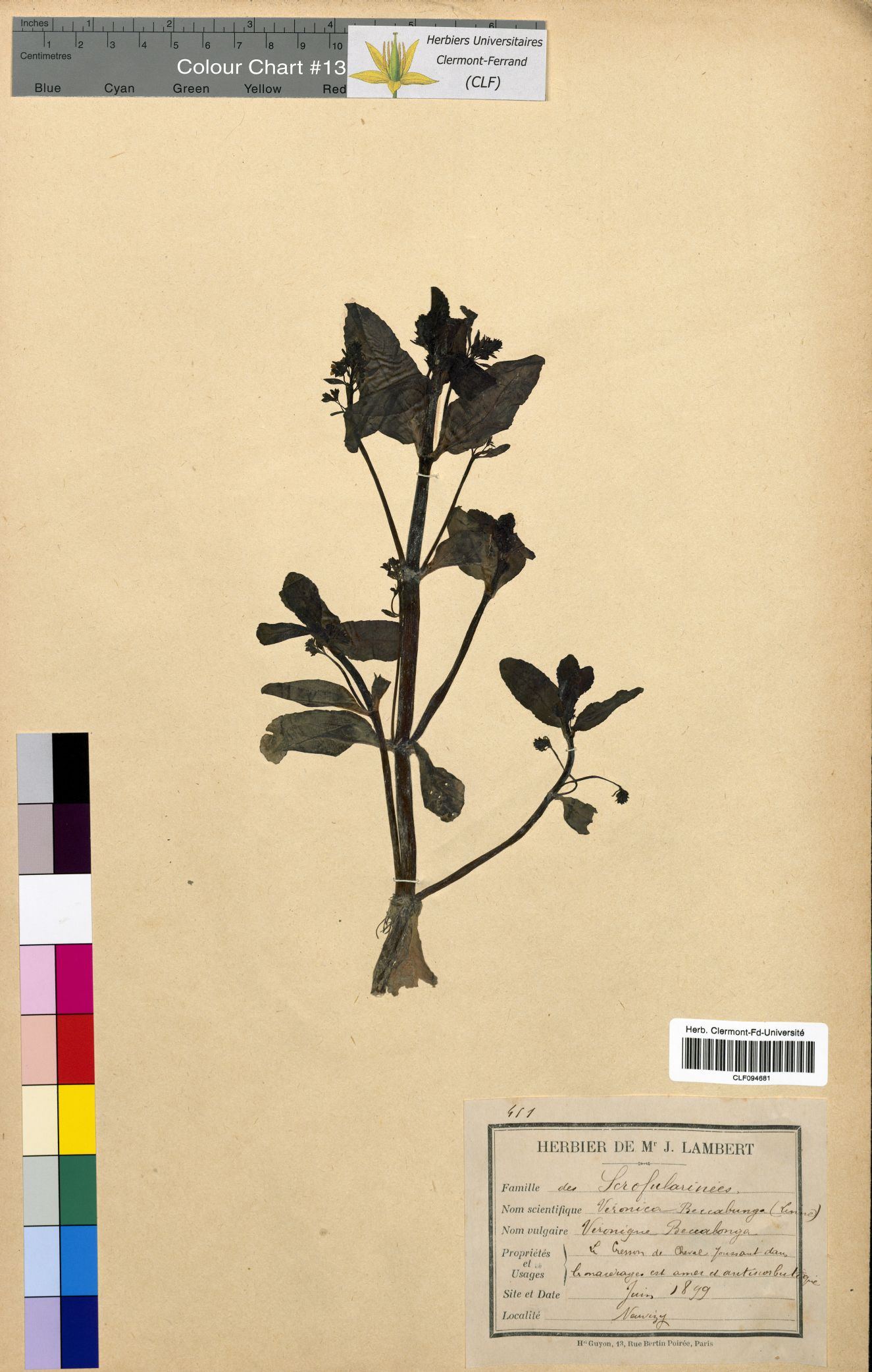 Veronica beccabunga CLF094681