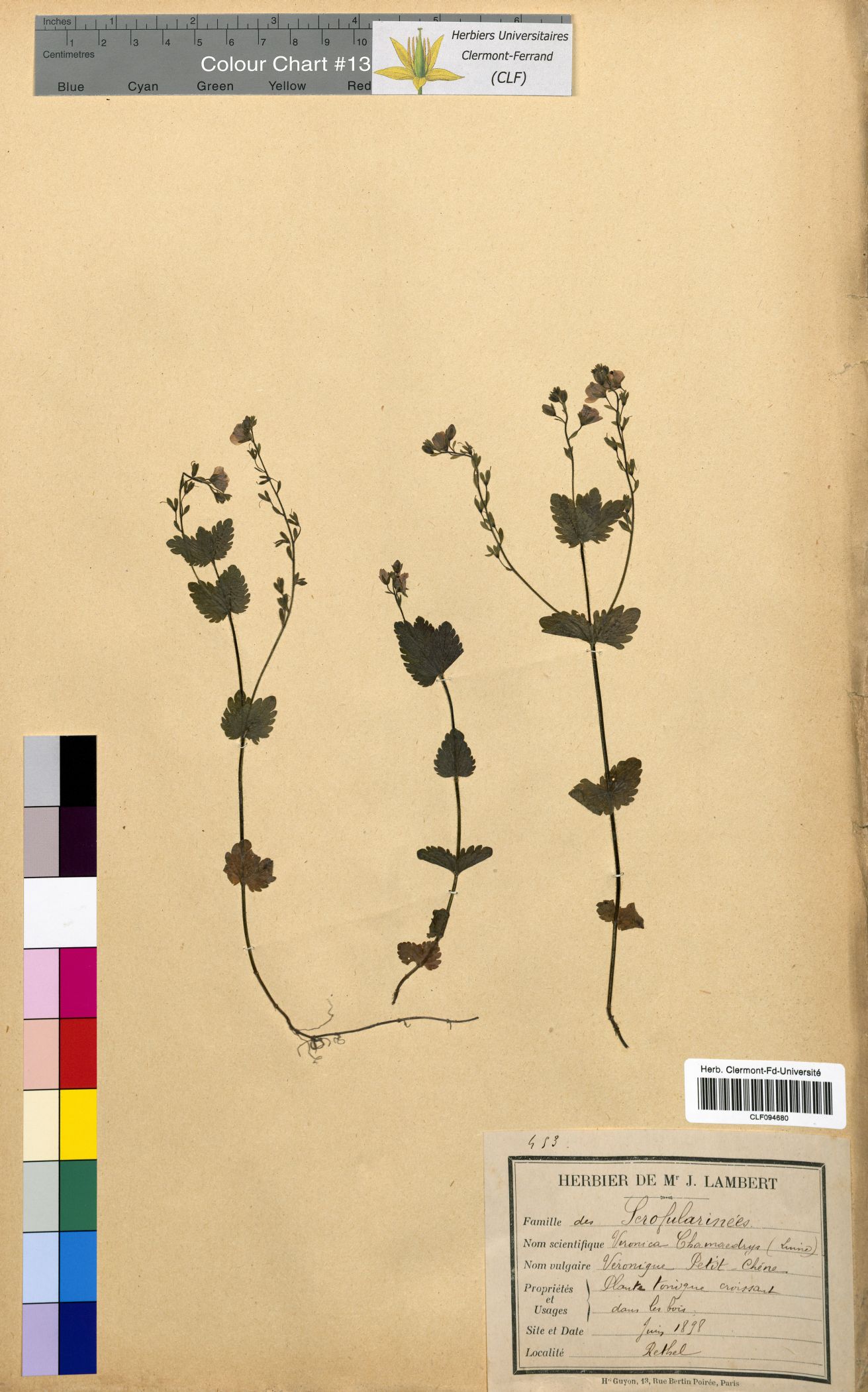 Veronica chamaedrys CLF094680