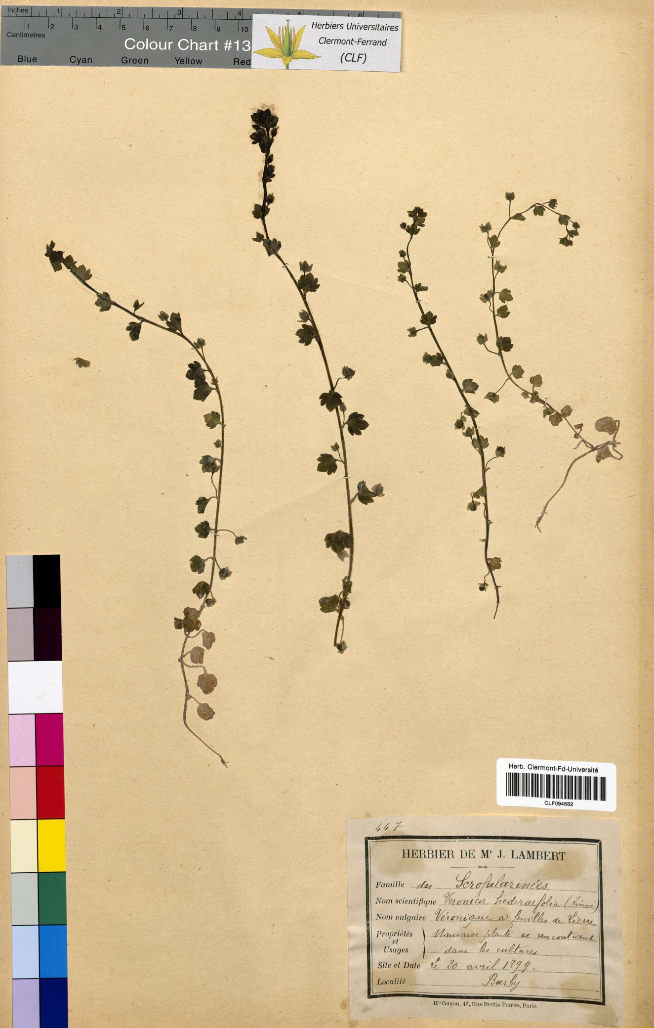 Veronica hederifolia CLF094682