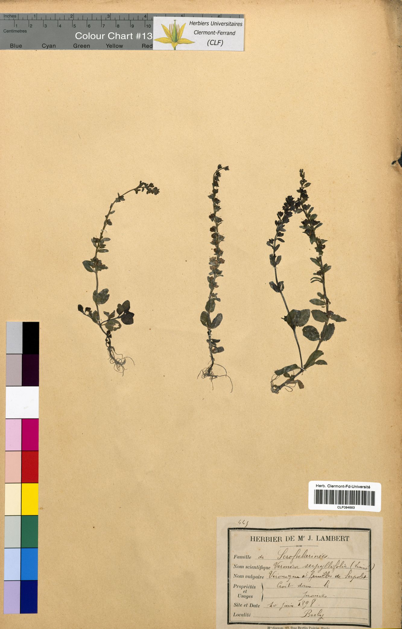 Veronica serpyllifolia CLF094683