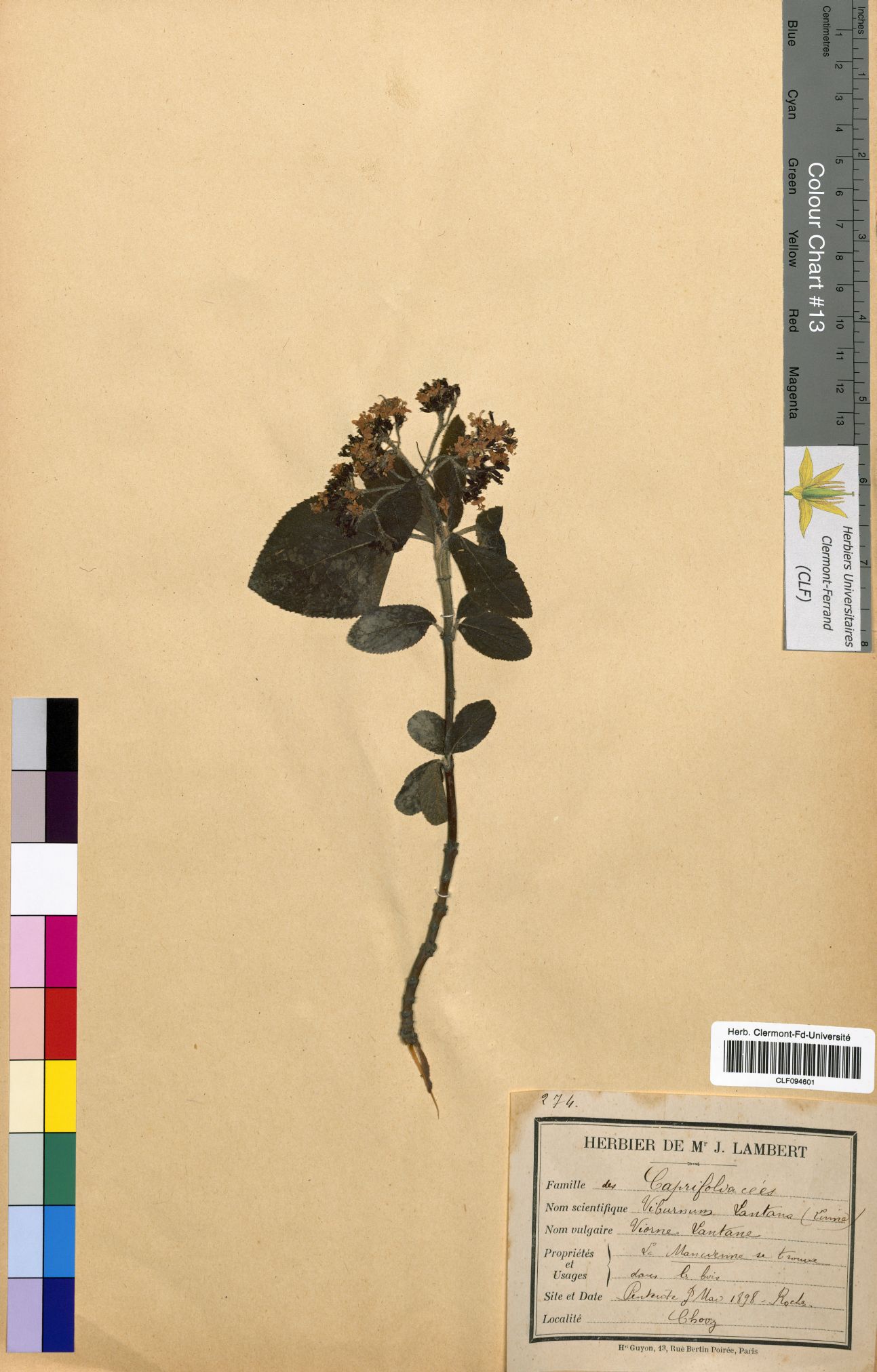 Viburnum lantana CLF094601
