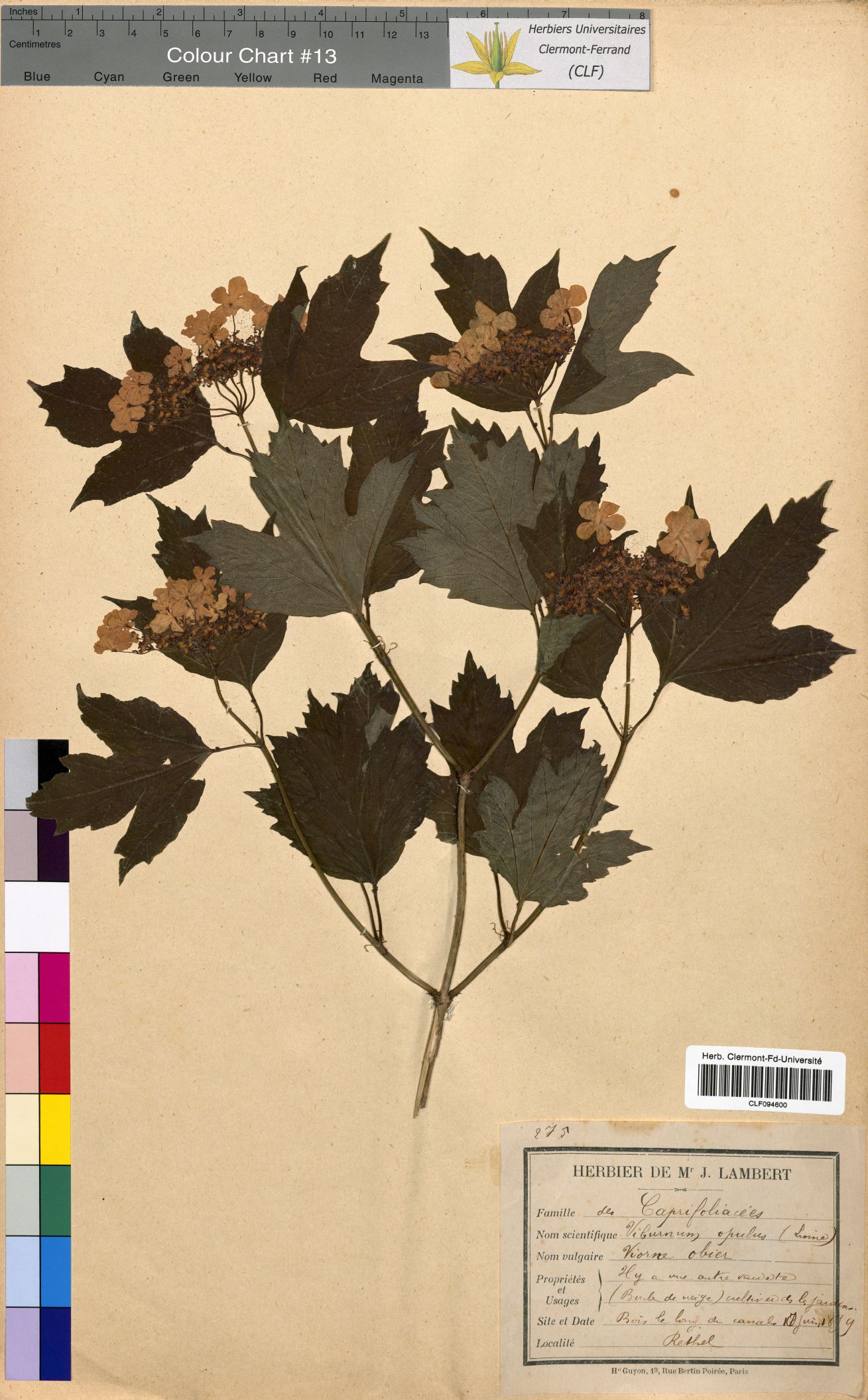 Viburnum opulus CLF094600