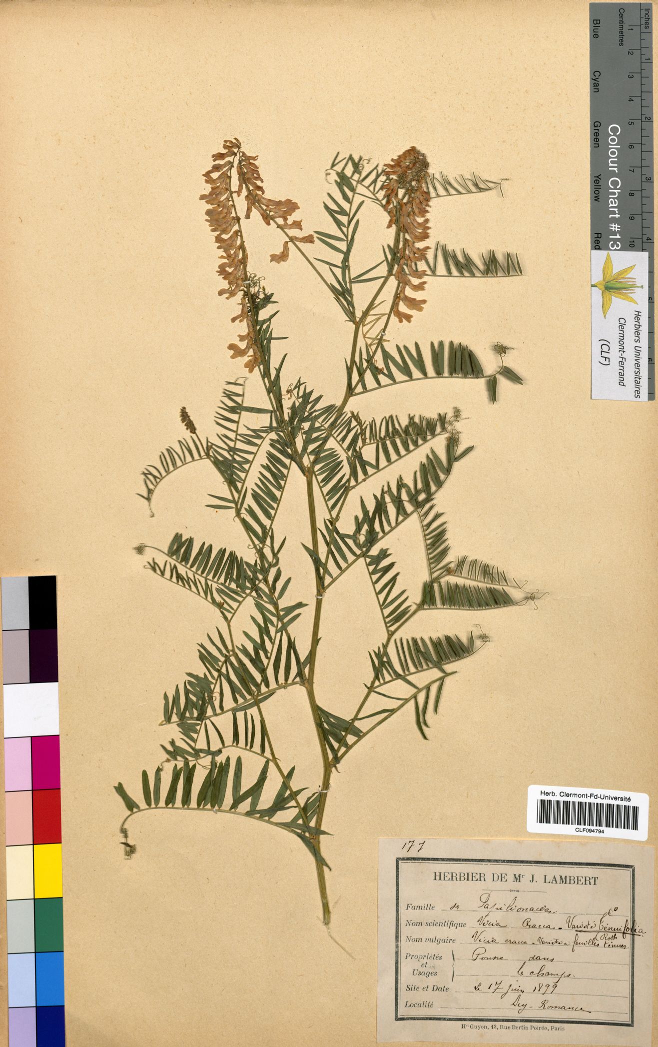 Vicia cracca CLF094794