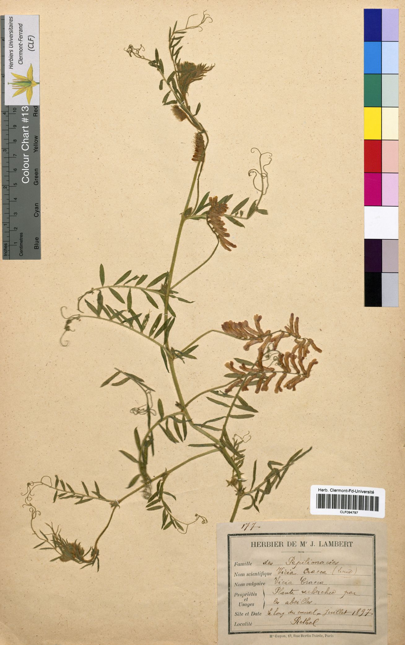 Vicia cracca CLF094797.1