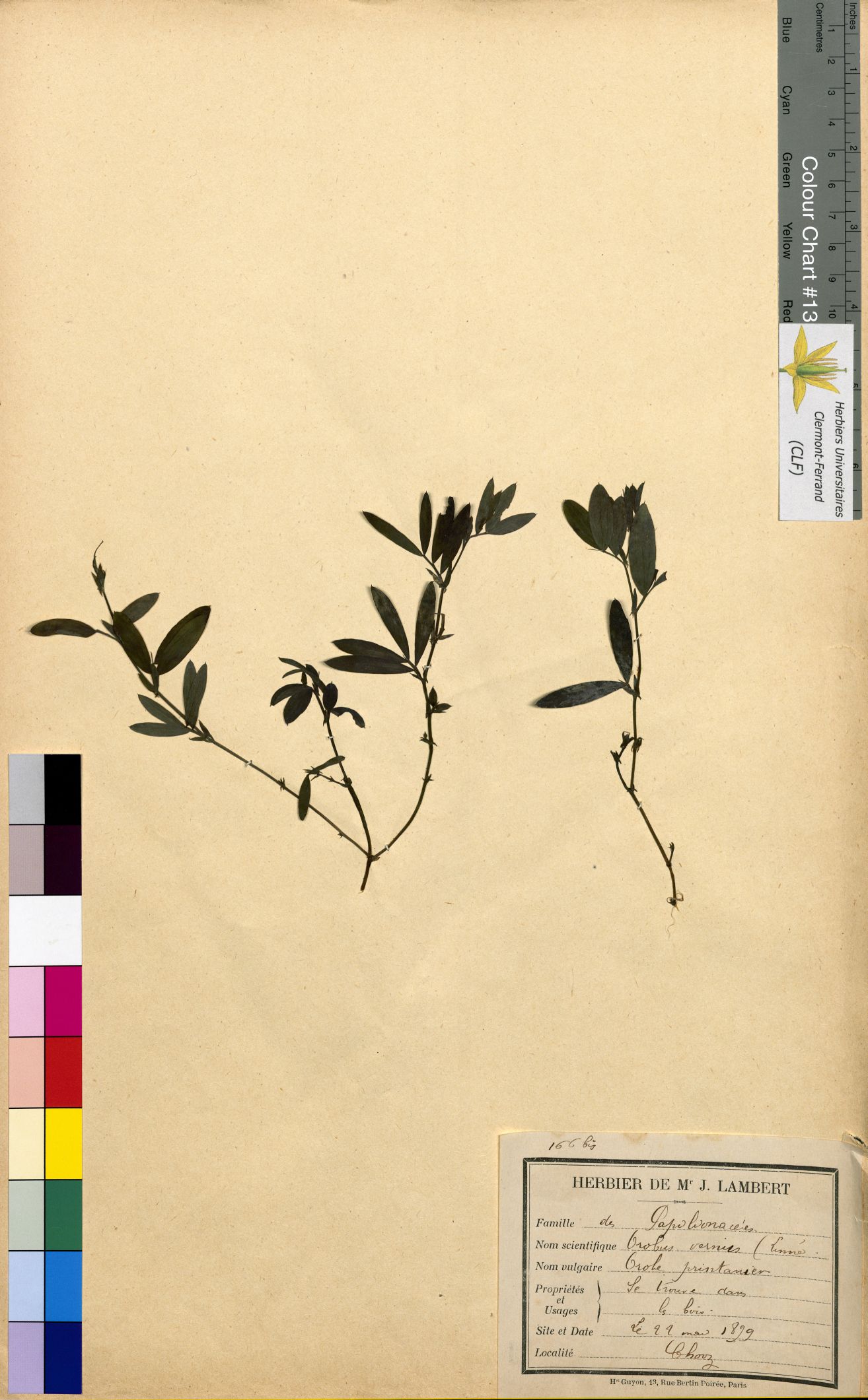 Vicia cracca CLF094797.2