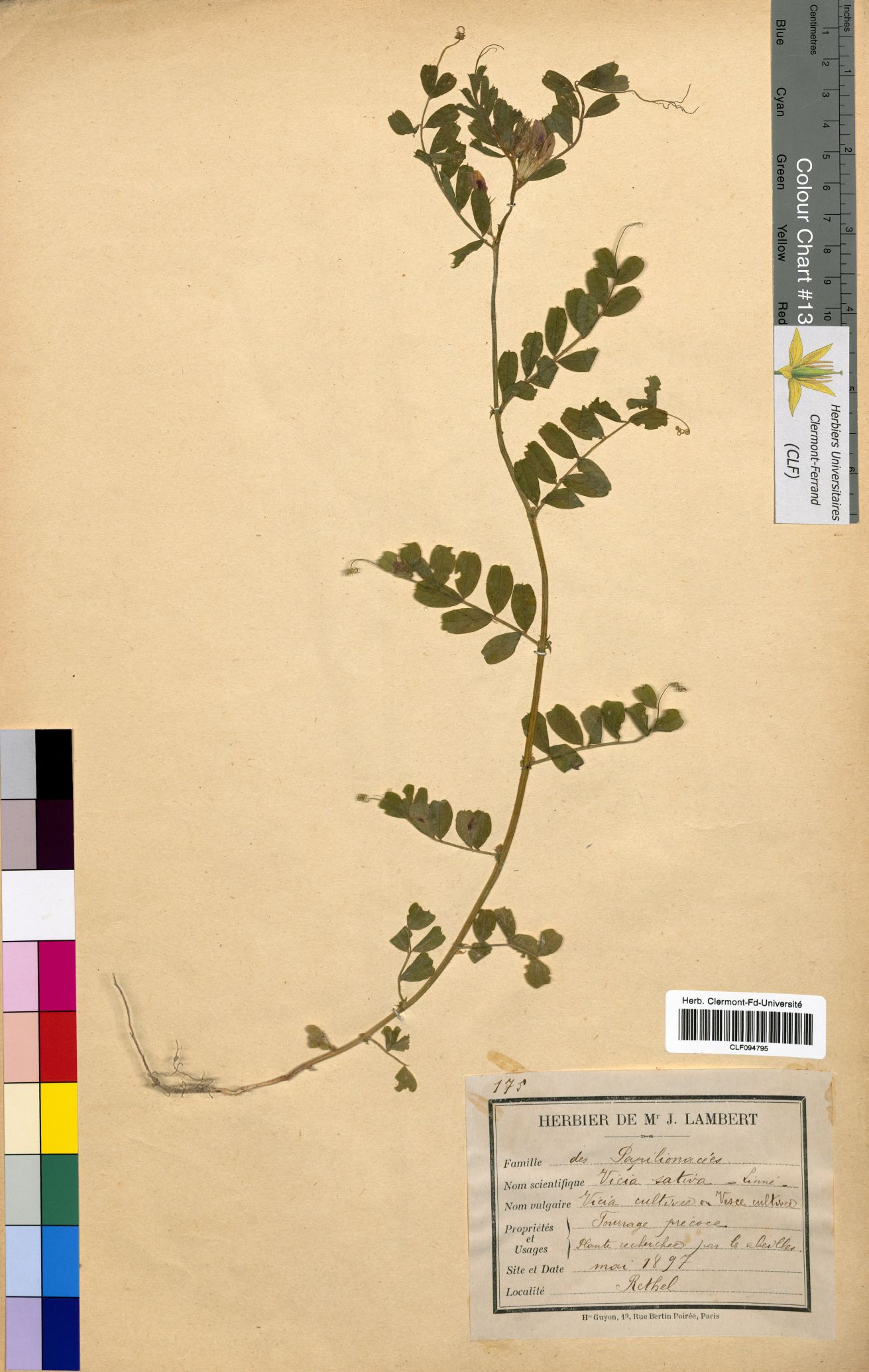 Vicia sativa CLF094795