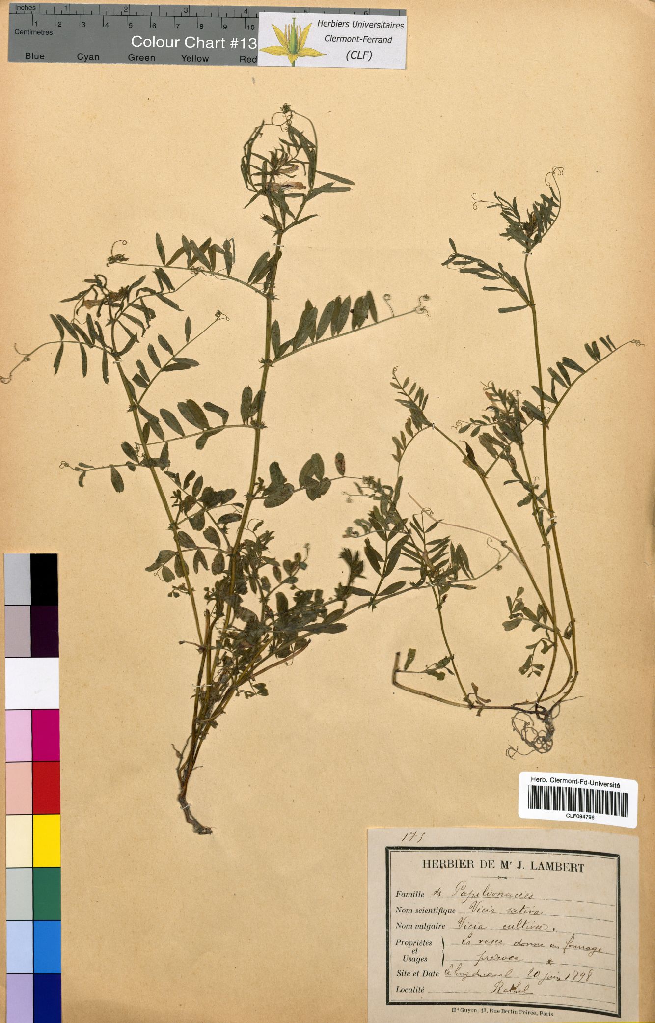 Vicia sativa CLF094796