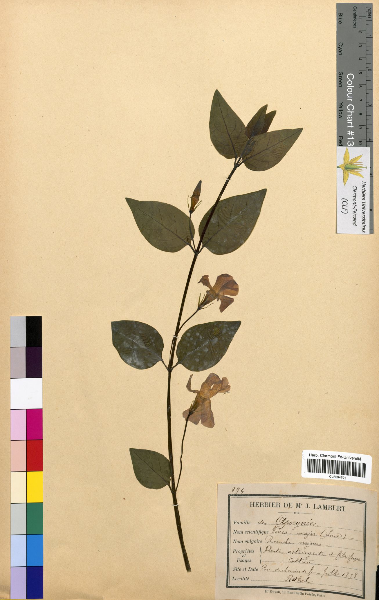 Vinca major CLF094701