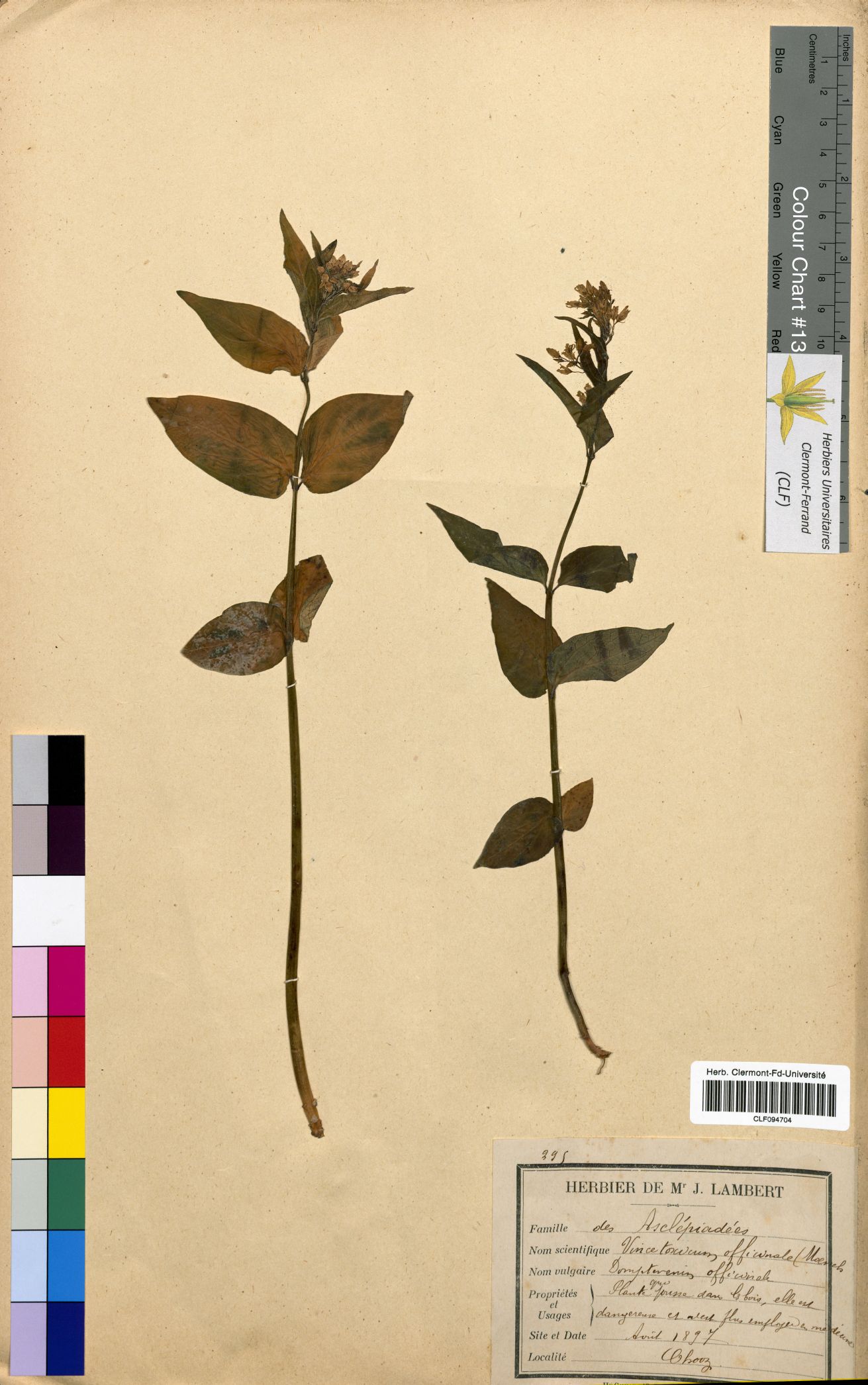 Vincetoxicum officinale CLF094704