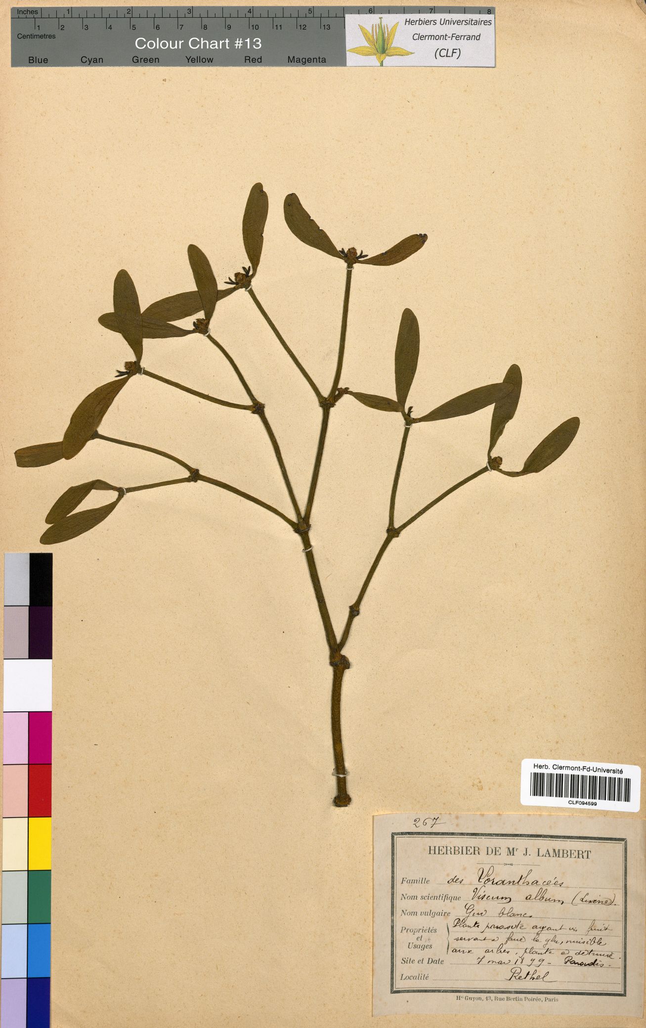 Viscum album CLF094599