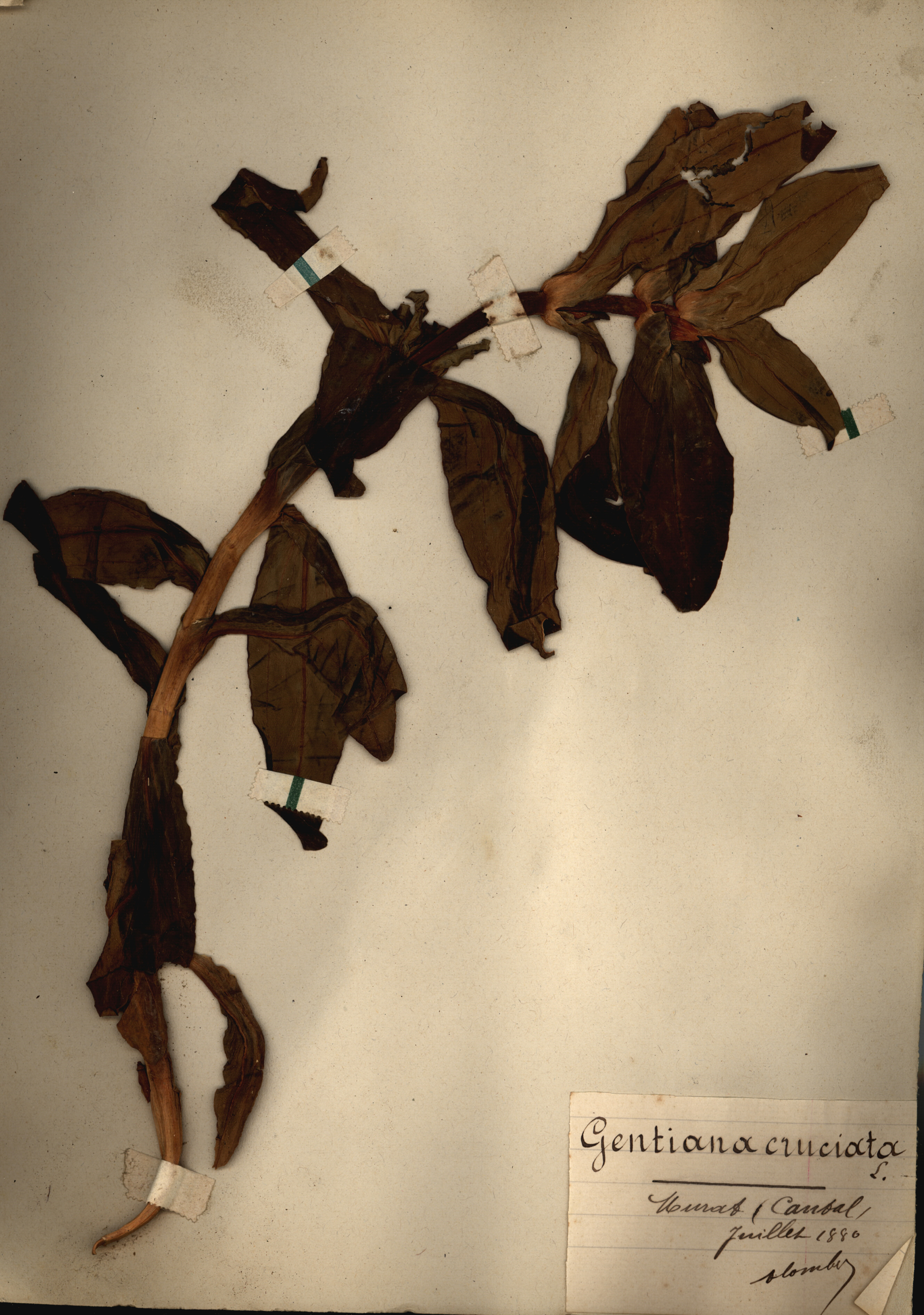 Herbier du collège de Pleaux (Cantal)