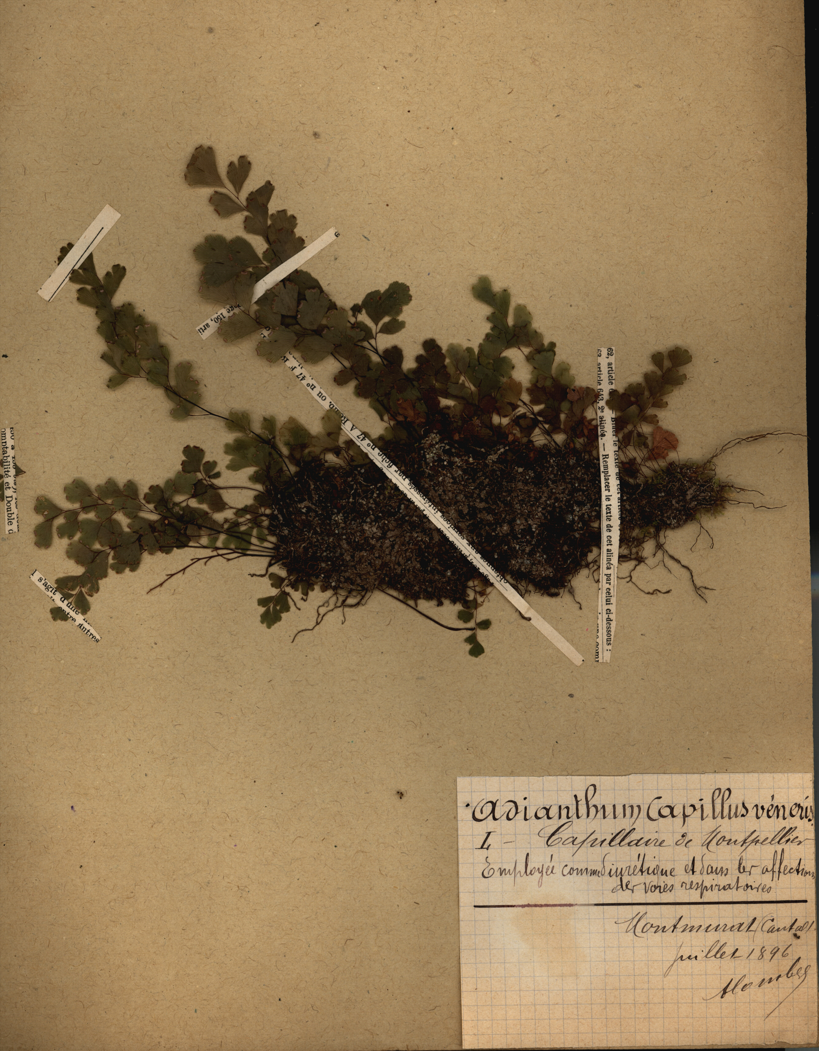 Adianthum capillus veneris CLF079552