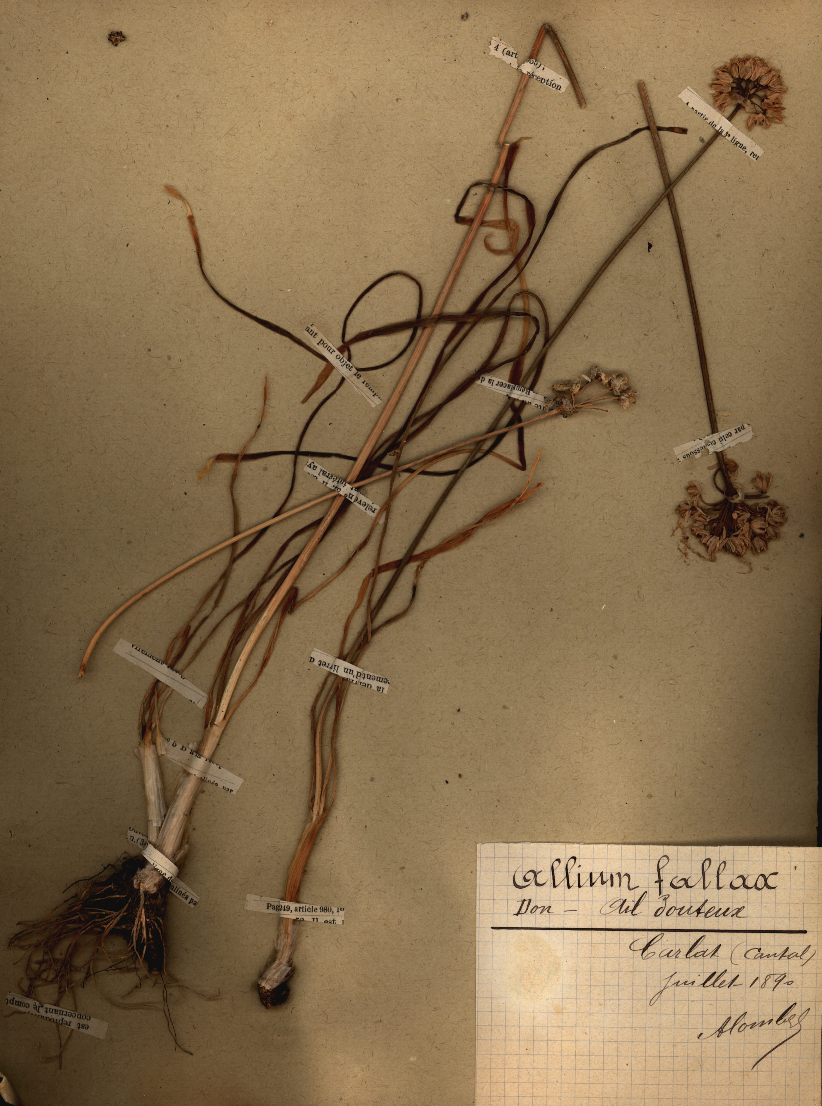 Allium fallax CLF079520